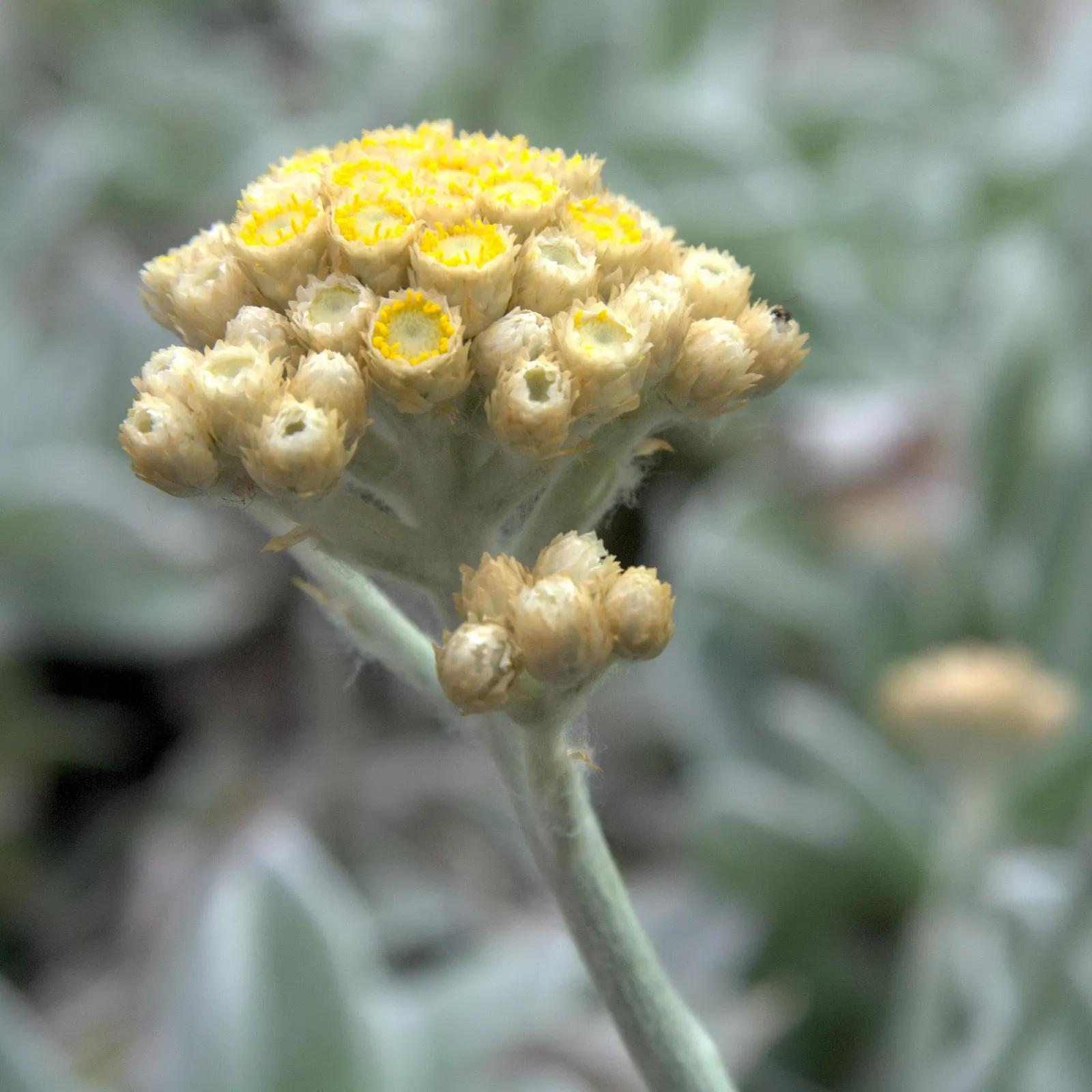 Strawflower (Helichrysum Orientale) — dry-tolerant character and striking appearance