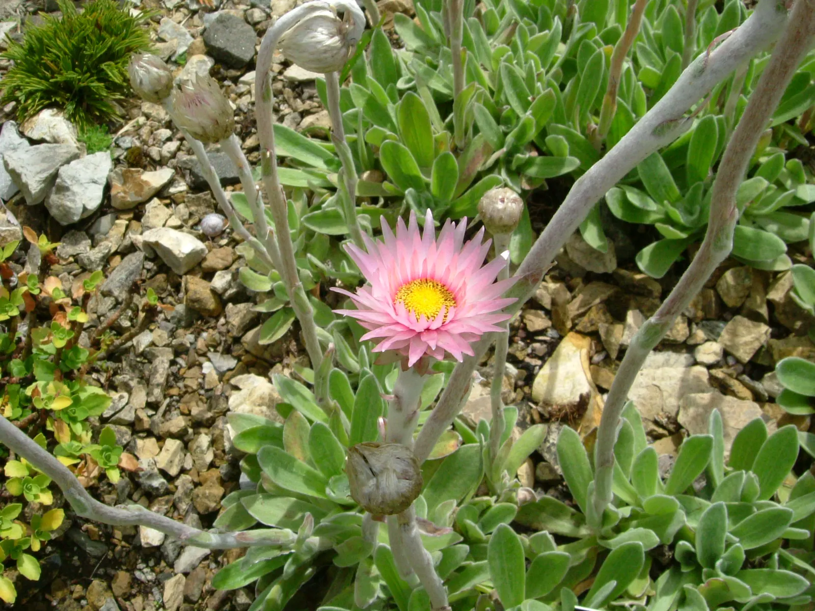 Strawflower (Helichrysum Orientale) — it\'s a low maintenance choice