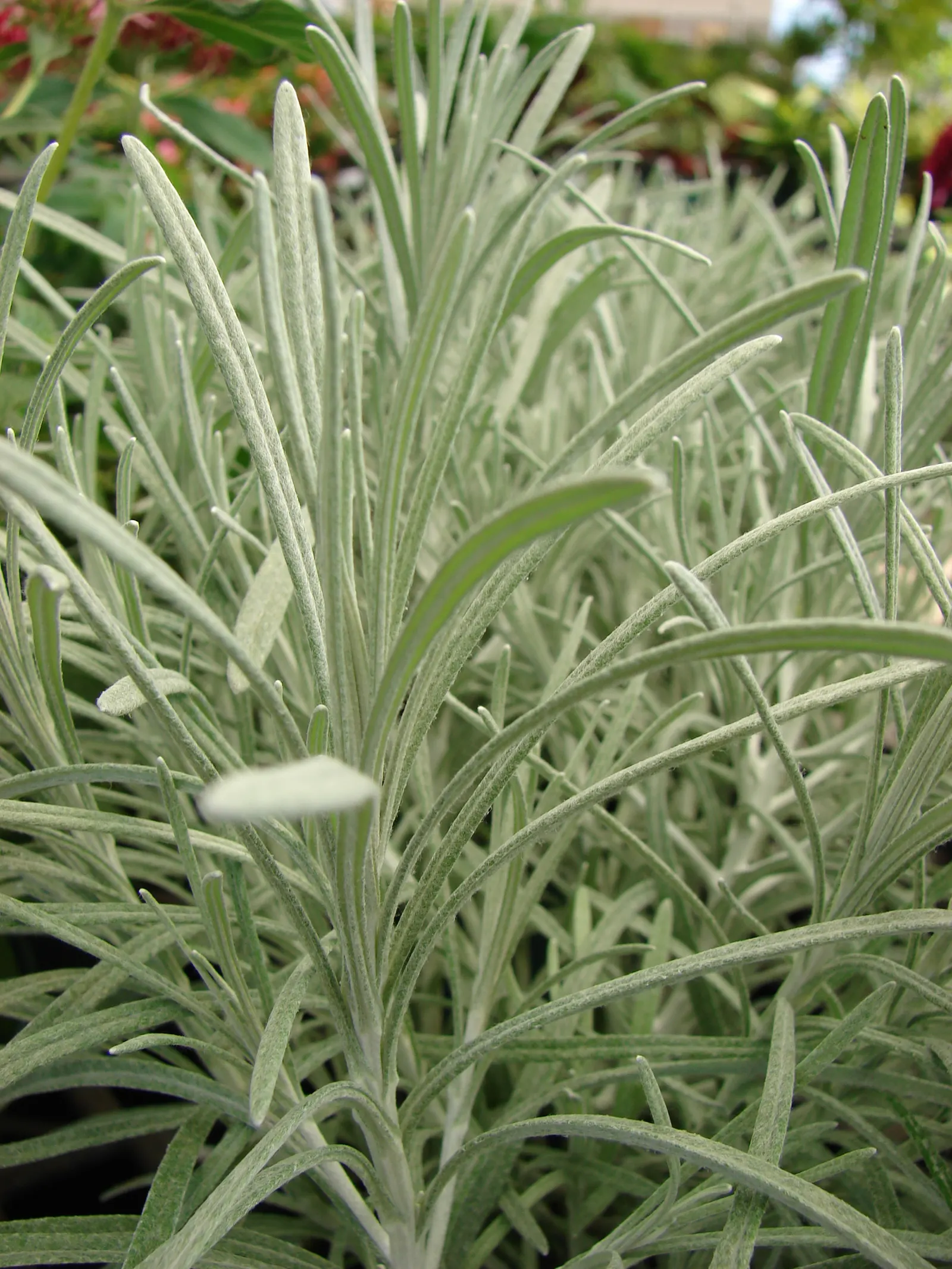 Strawflower (Helichrysum Orientale) — is a perennial herb renowned for its striking golden-yellow flowers and unique silver-green foliage; the Nana, image 60