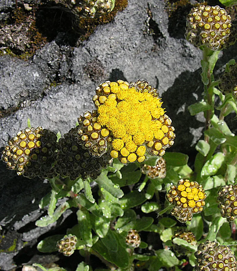 Strawflower (Helichrysum Orientale) — typically maturing to a height of 18 to 24 inches with a similar spread; is a perennial herb renowned for its, image 87