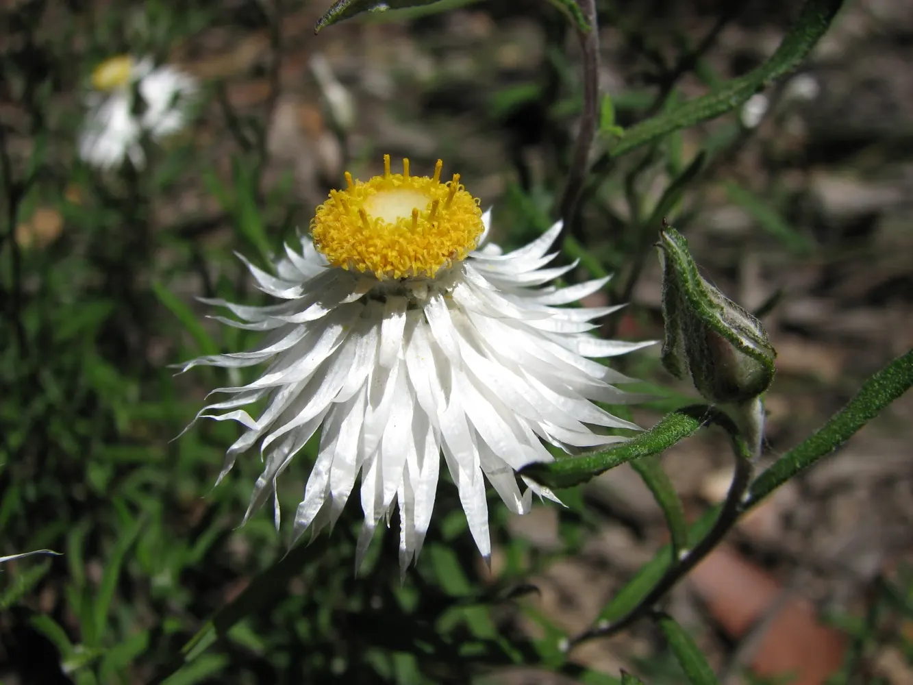 Strawflower (Helichrysum Orientale) — known scientifically as *Helichrysum orientale*
