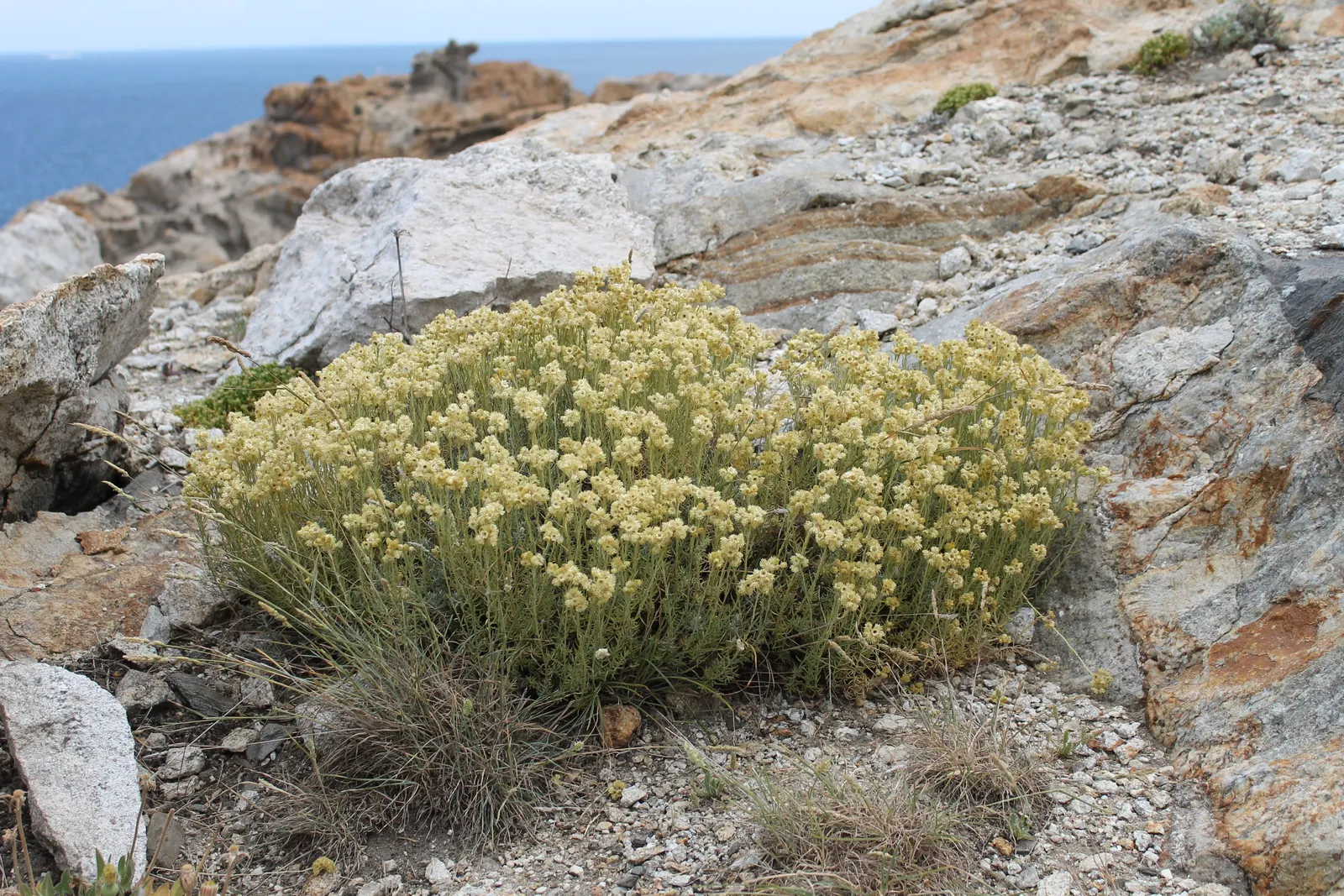 Strawflower (Helichrysum Orientale) — is an ideal candidate for a sunny border or a rock garden accent; approximately 1/2 to 3/4 inch in diameter, image 62