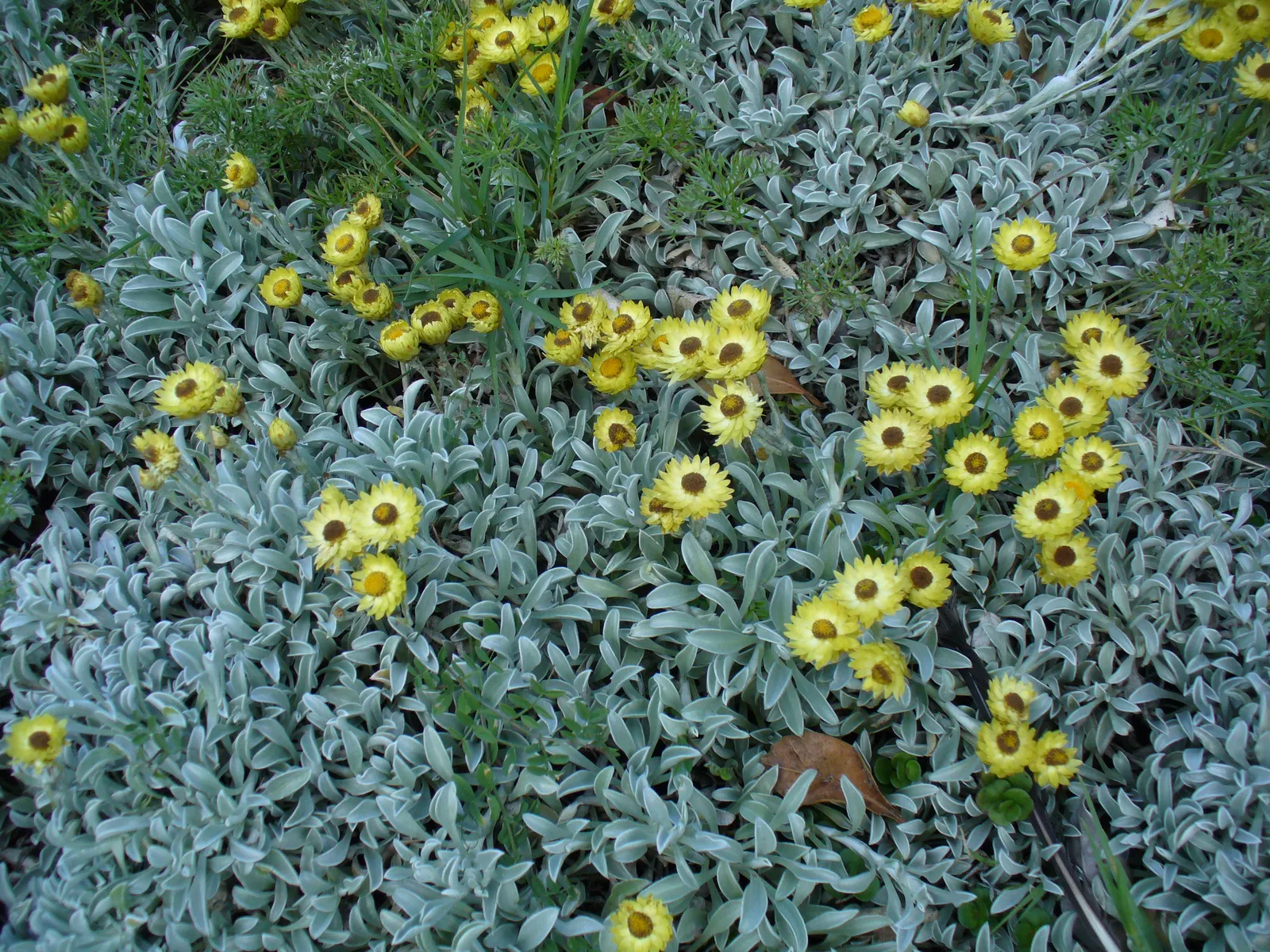 Strawflower (Helichrysum Orientale) — The Nana, Helichrysum orientale, is a perennial that thrives in USDA zones 5-9