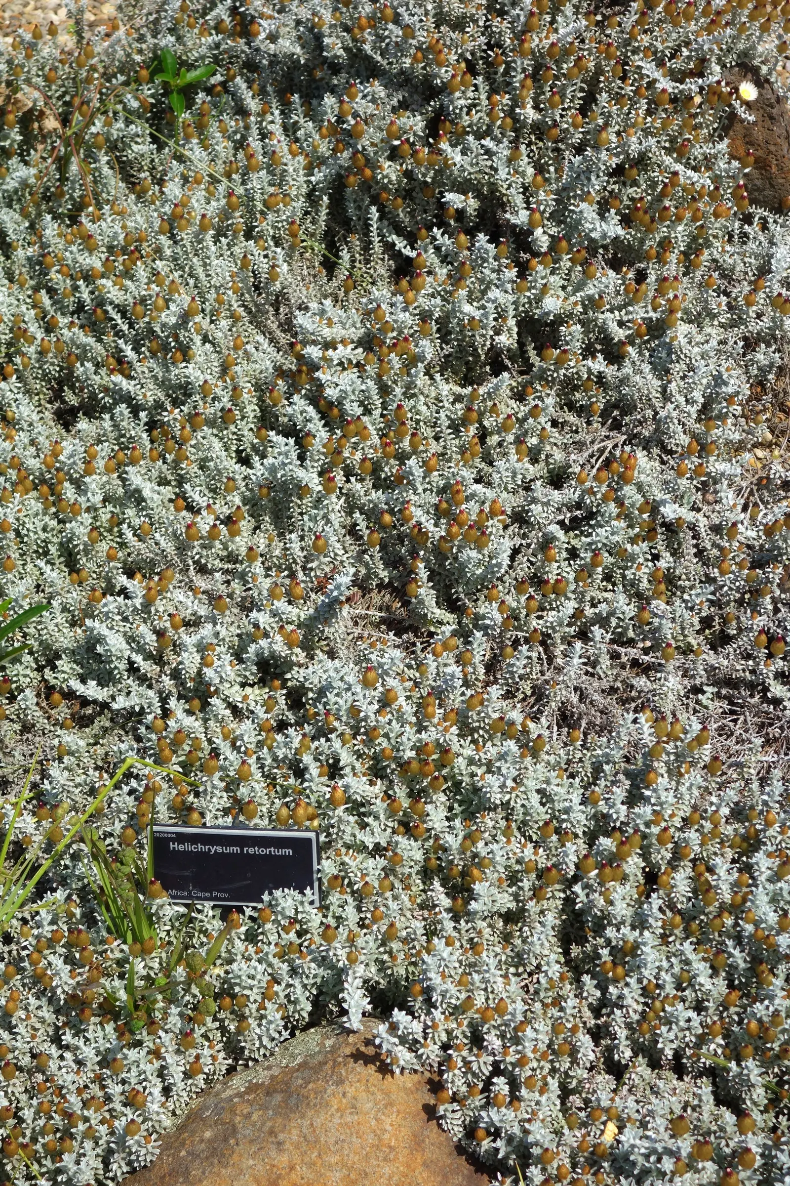 Strawflower (Helichrysum Orientale) — This low-maintenance, drought-tolerant plant is ideal for rock gardens and borders