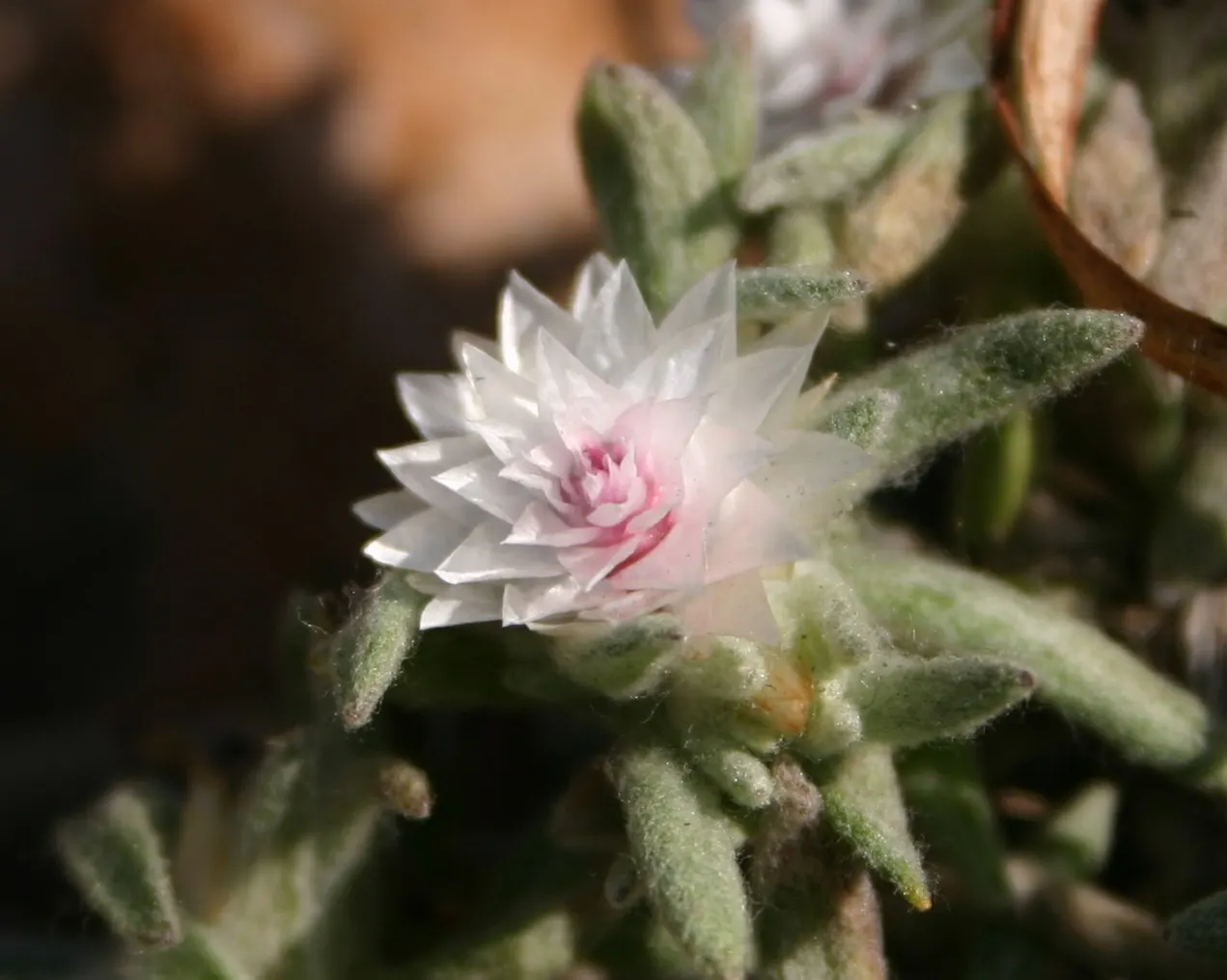 Strawflower (Helichrysum Orientale) — Prefers well-drained soil and full sun to partial shade; offering year-round interest with its evergreen, image 83