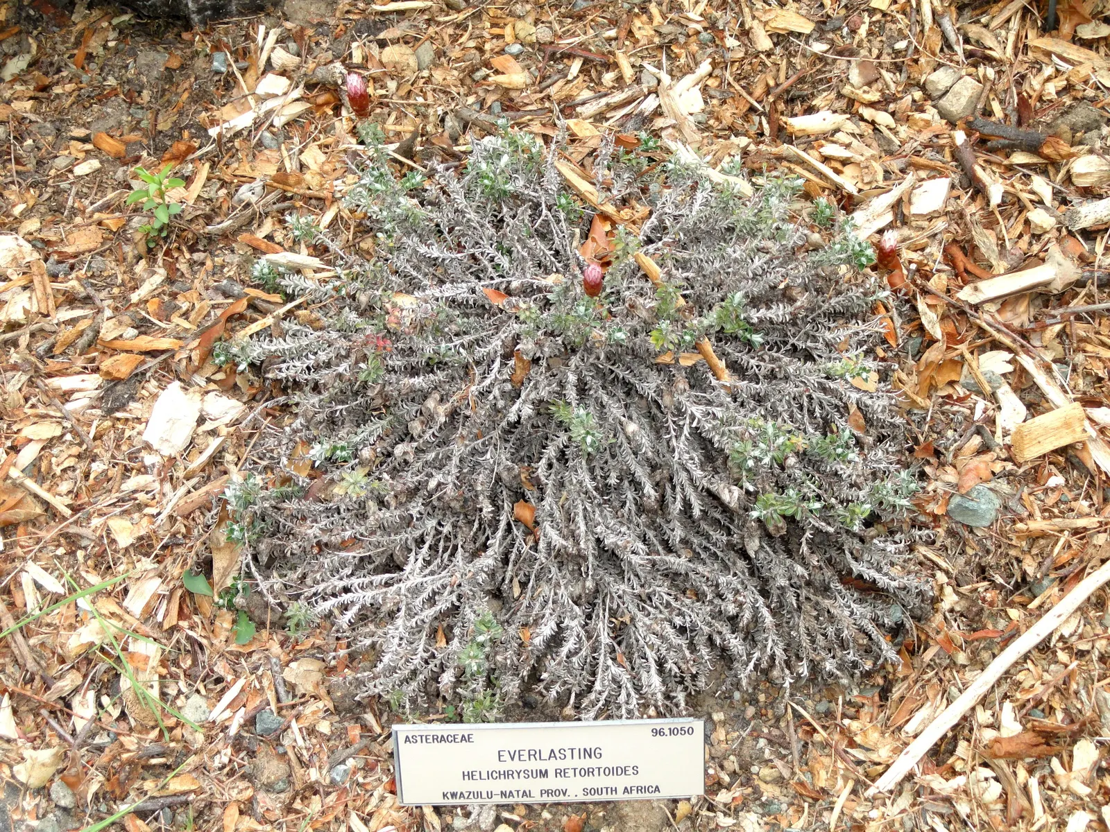Strawflower (Helichrysum Orientale) — Its aromatic leaves can be used in potpourris or as a dried flower accent; it\'s a low maintenance choice, image 70