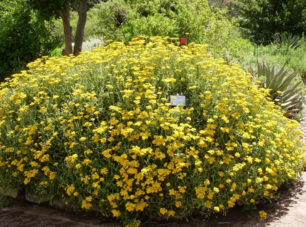Strawflower (Helichrysum Orientale) — Prefers well-drained soil and full sun to partial shade; offering year-round interest with its evergreen leaves