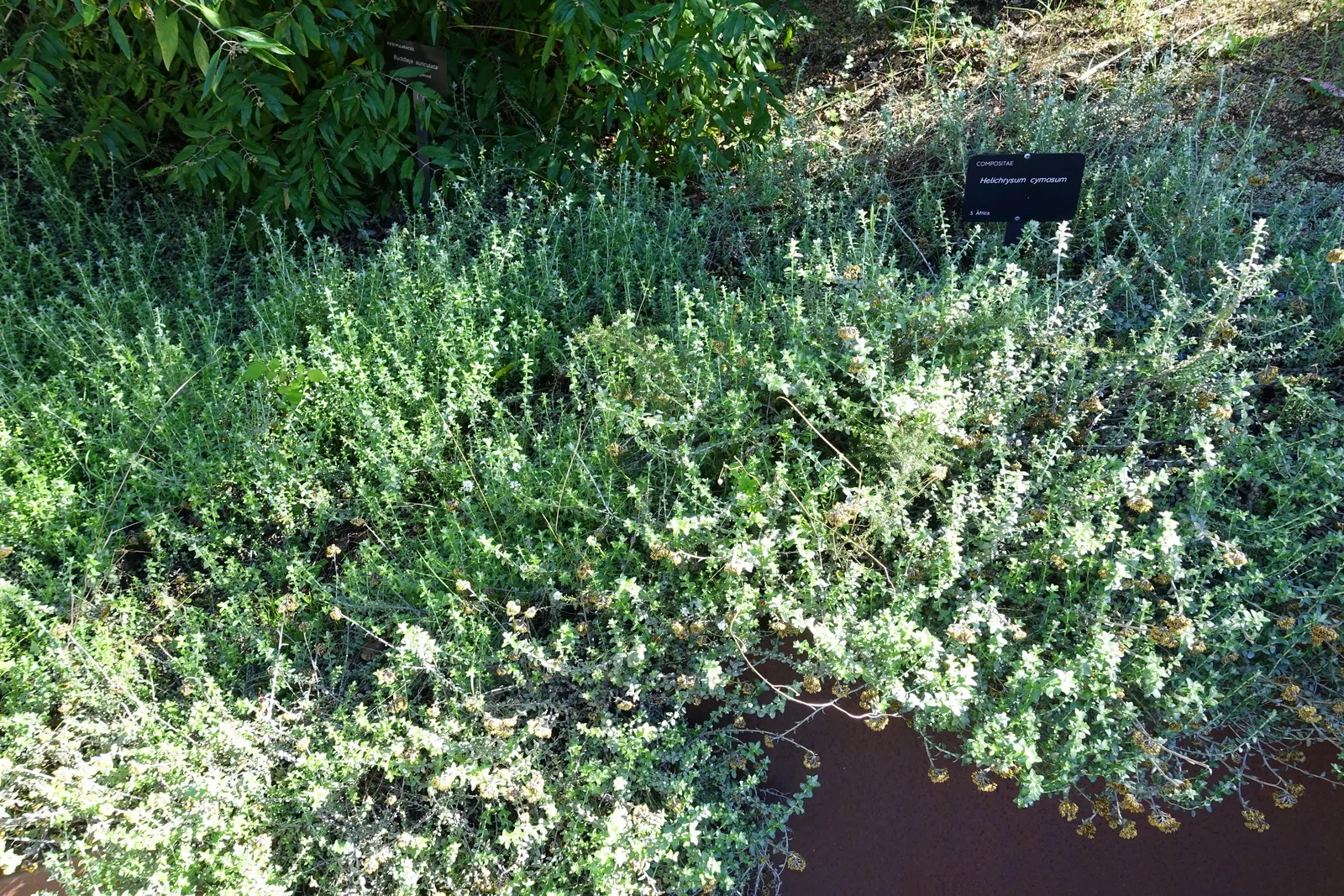 Strawflower (Helichrysum Orientale) — yellow flowers in the garden; typically maturing to a height of 18 to 24 inches with a similar spread, image 76