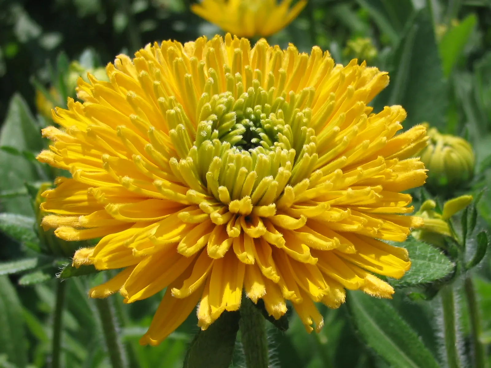 Strawflower (Helichrysum Orientale) — perennial for full; making it a must-have for a low-maintenance yet visually stunning garden composition