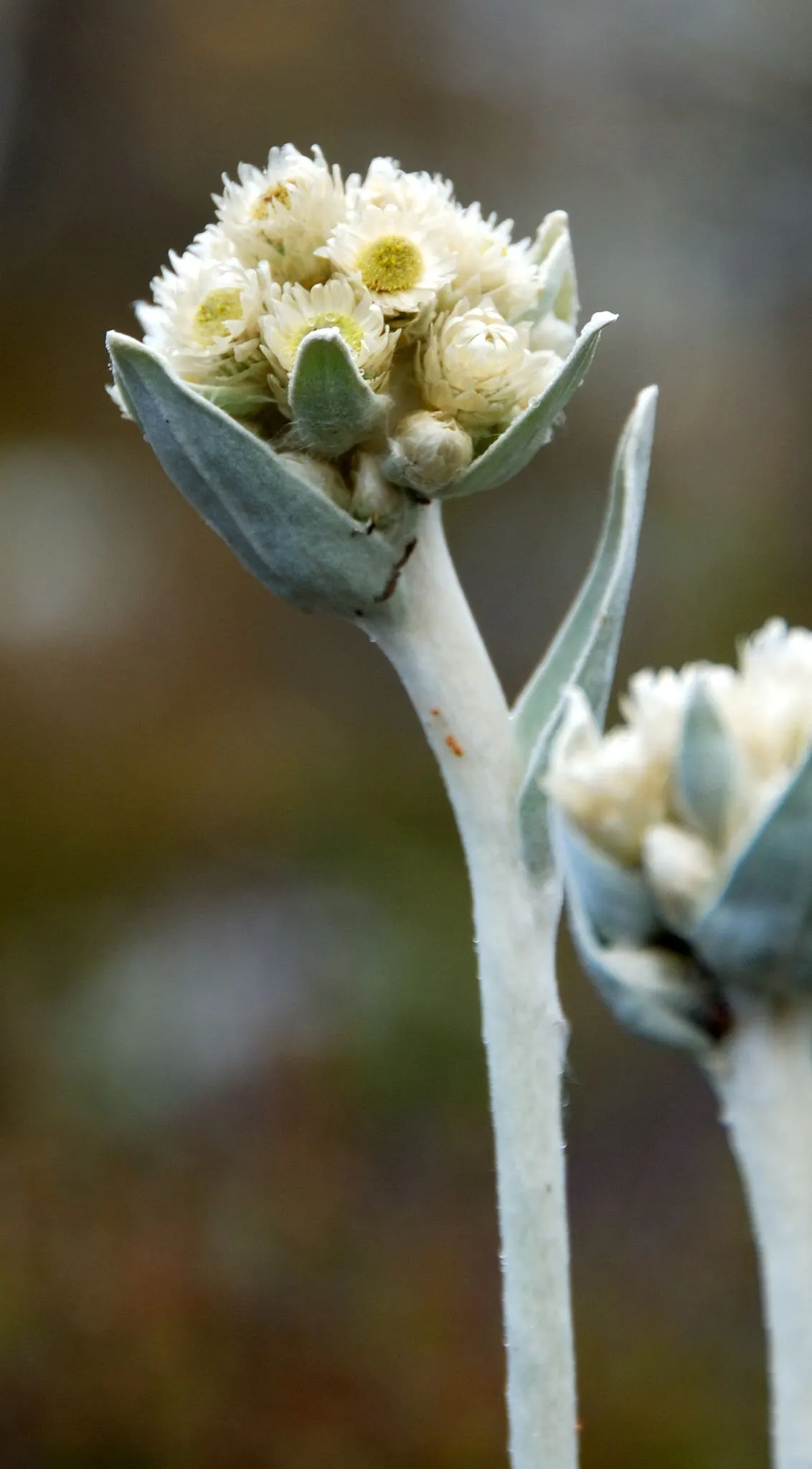 Strawflower (Helichrysum Orientale) — *Helichrysum orientale* will provide long-lasting beauty with its unique