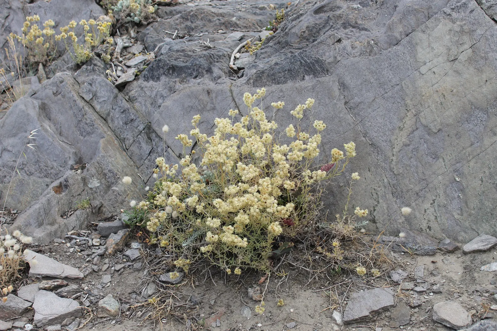 Strawflower (Helichrysum Orientale) — is an ideal candidate for a sunny border or a rock garden accent; approximately 1/2 to 3/4 inch in diameter, image 88