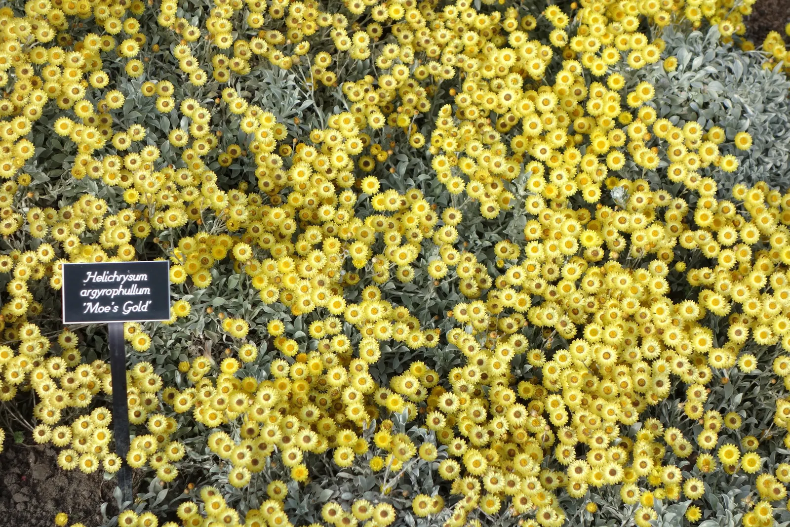 Strawflower (Helichrysum Orientale) — It sports clusters of tiny yellow flowers in summer, which attract pollinators; its aromatic leaves can be, image 81