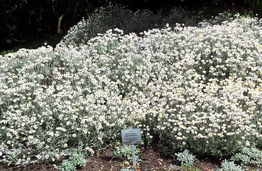 Strawflower (Helichrysum Orientale) — approximately 1/2 to 3/4 inch in diameter; yellow flowers in the garden, image 93