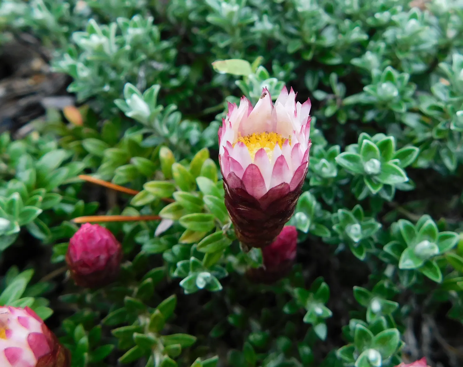 Strawflower (Helichrysum Orientale) — *Helichrysum orientale* offers not only visual appeal but also utility
