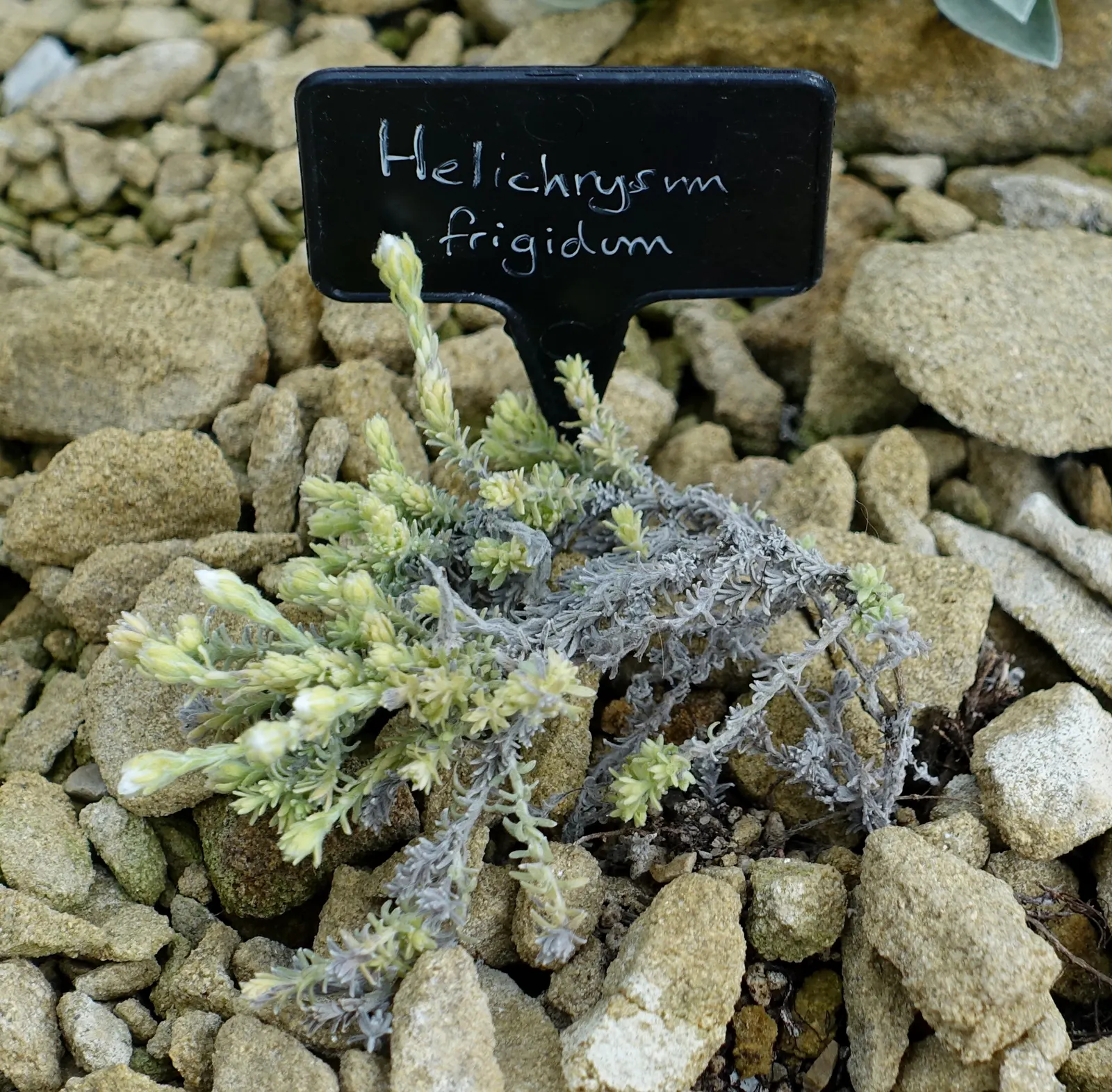 Strawflower (Helichrysum Orientale) — typically maturing to a height of 18 to 24 inches with a similar spread; is a perennial herb renowned for its, image 61