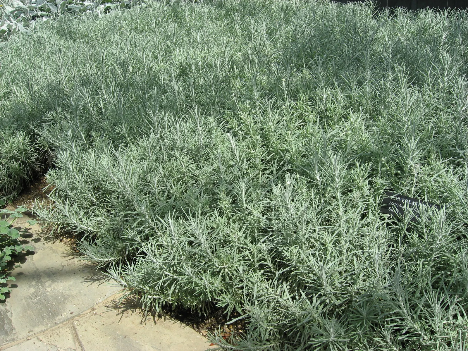 Strawflower (Helichrysum Orientale) — known scientifically as *Helichrysum orientale*; requiring minimal watering once established and being generally