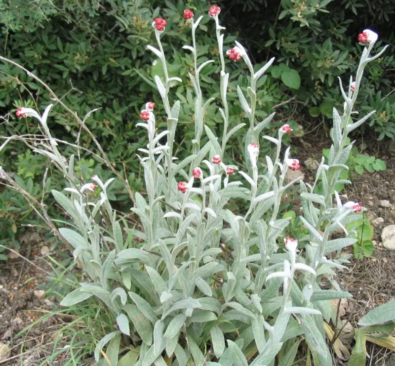 Strawflower (Helichrysum Orientale) — The Nana, Helichrysum orientale, is a perennial that thrives in USDA zones 5-9; this low-maintenance, image 79