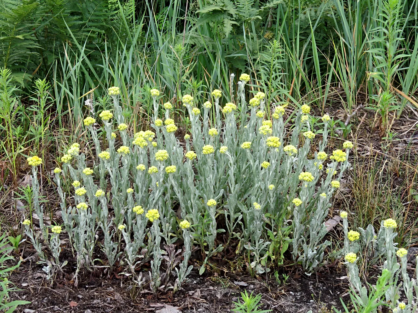 Strawflower (Helichrysum Orientale) — Exhibiting silvery foliage, it forms mounds up to 2 feet wide and 1 foot tall; the plant demands well-drained, image 54