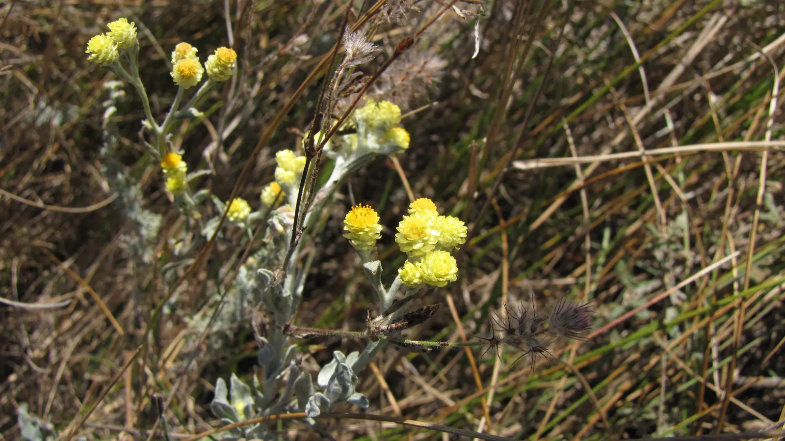 Strawflower (Helichrysum Orientale) — approximately 1/2 to 3/4 inch in diameter