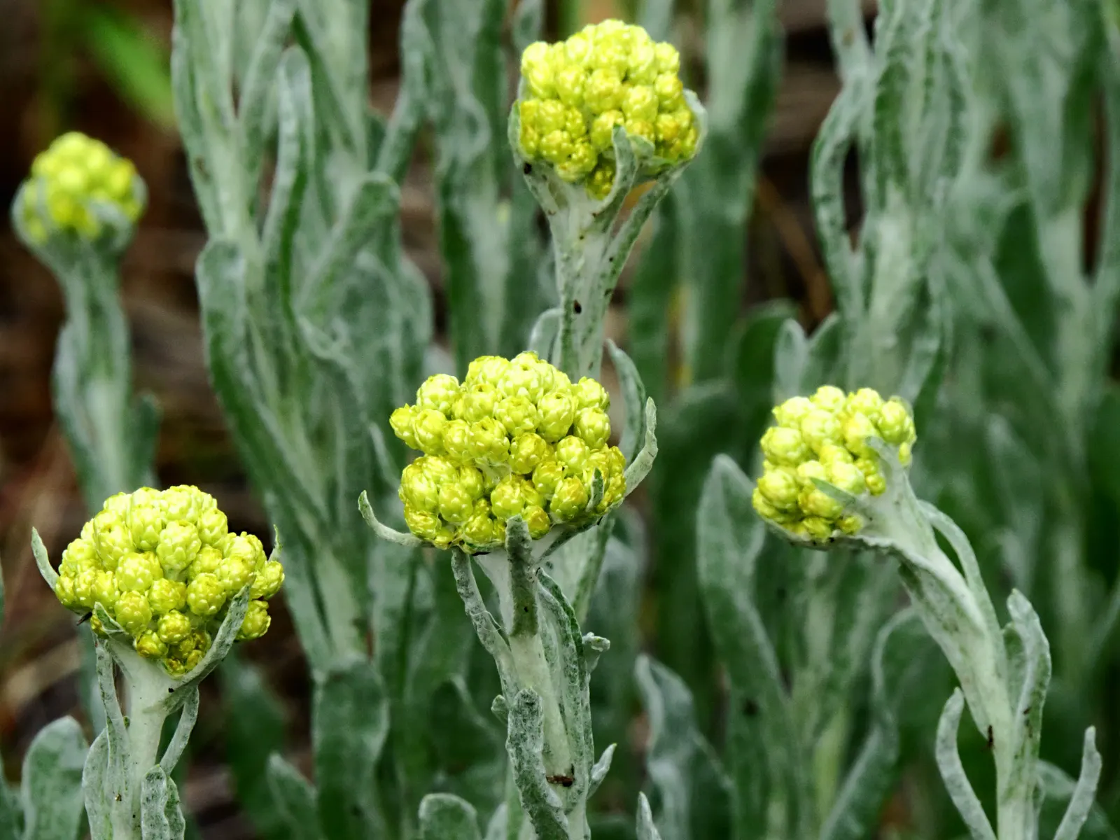 Strawflower (Helichrysum Orientale) — The Nana, Helichrysum orientale, is a perennial that thrives in USDA zones 5-9; this low-maintenance, drought-tolerant