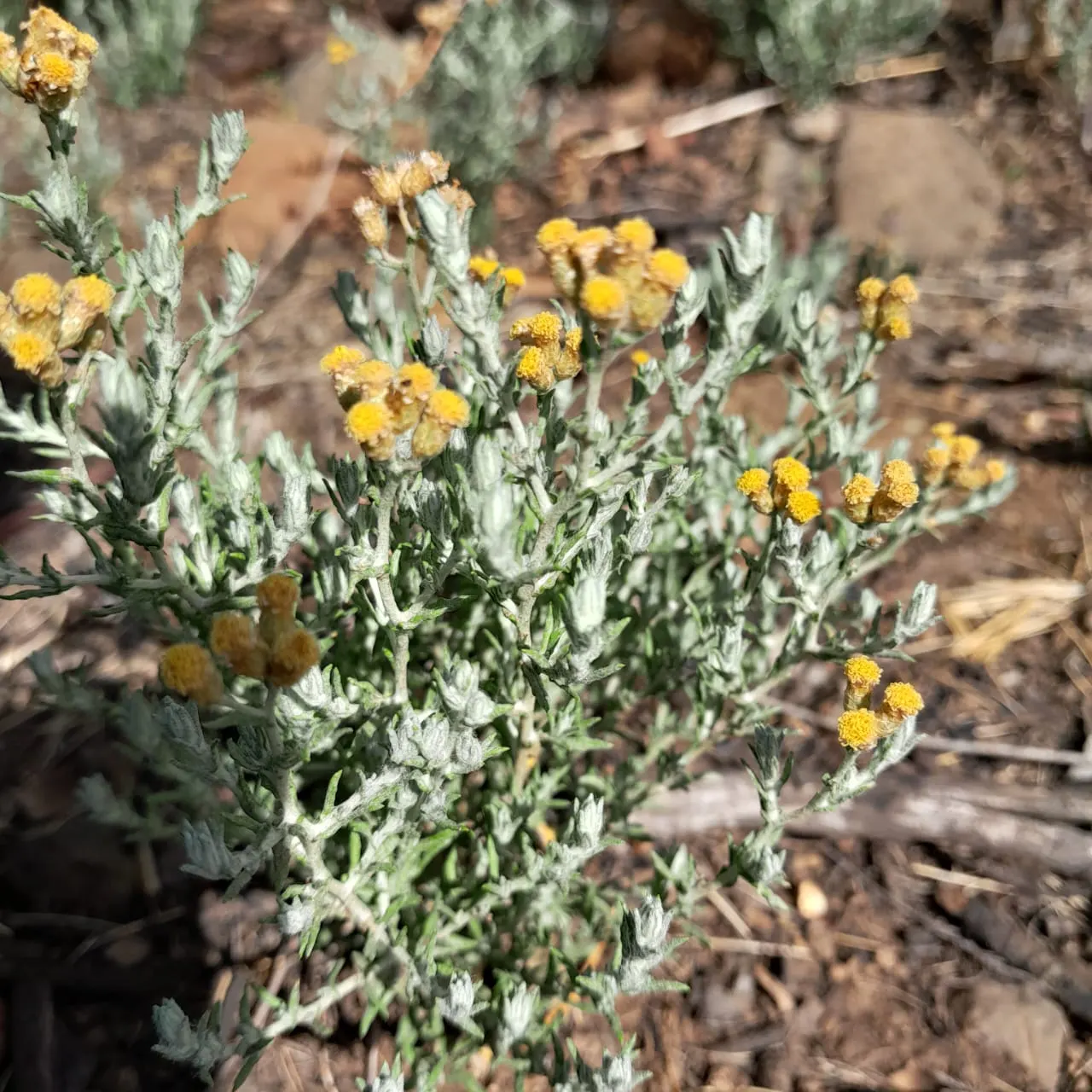 Strawflower (Helichrysum Orientale) — *Helichrysum orientale* offers not only visual appeal but also utility; though it prefers these dry, image 69