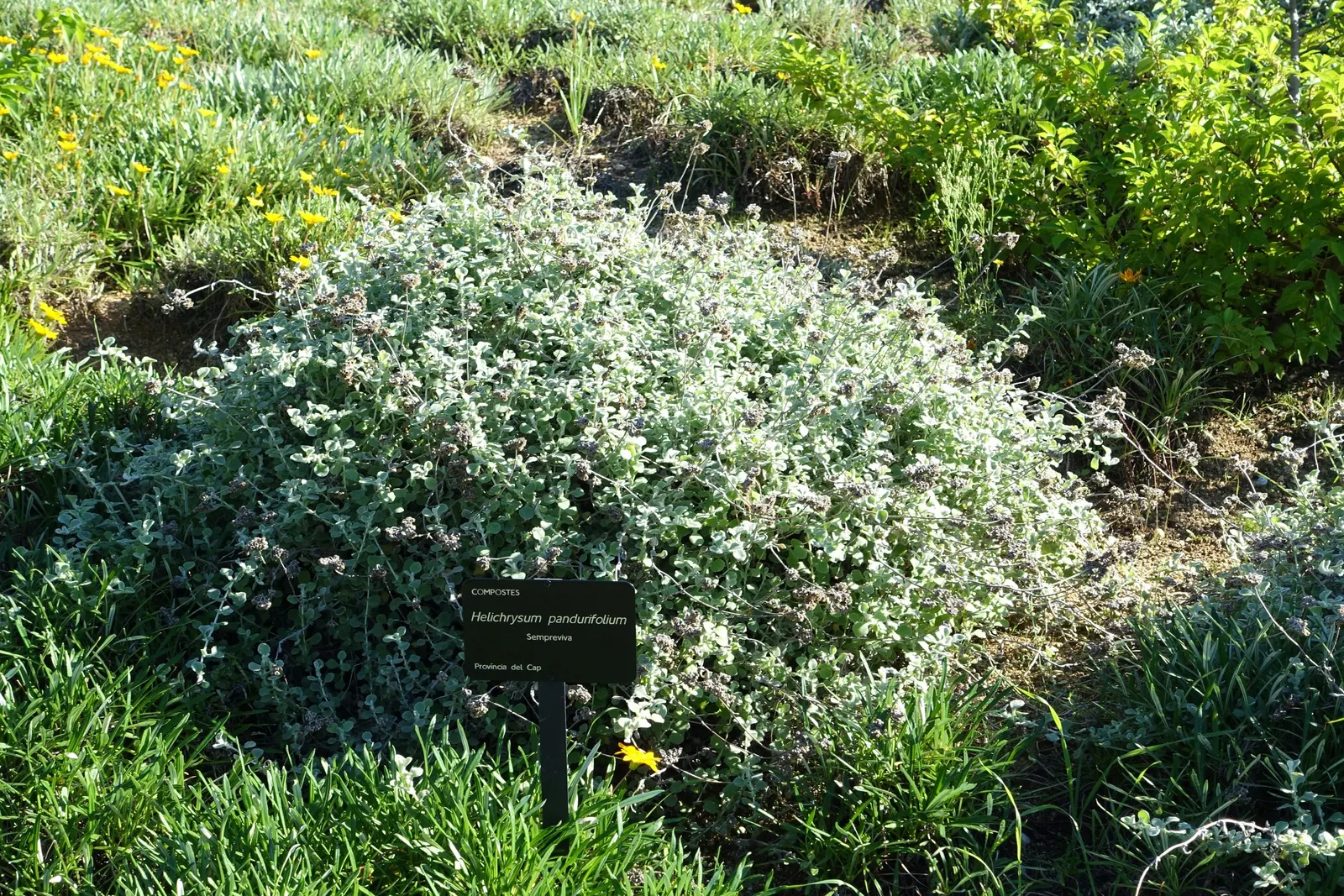 Strawflower (Helichrysum Orientale) — yellow flowers in the garden; typically maturing to a height of 18 to 24 inches with a similar spread