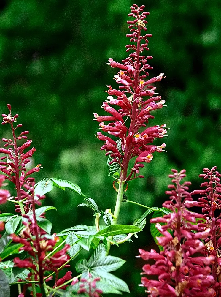 Lipstick Coral Bells (Heuchera 'Lipstick') — is a vibrant perennial featuring eye-catching cherry-red blossoms atop robust