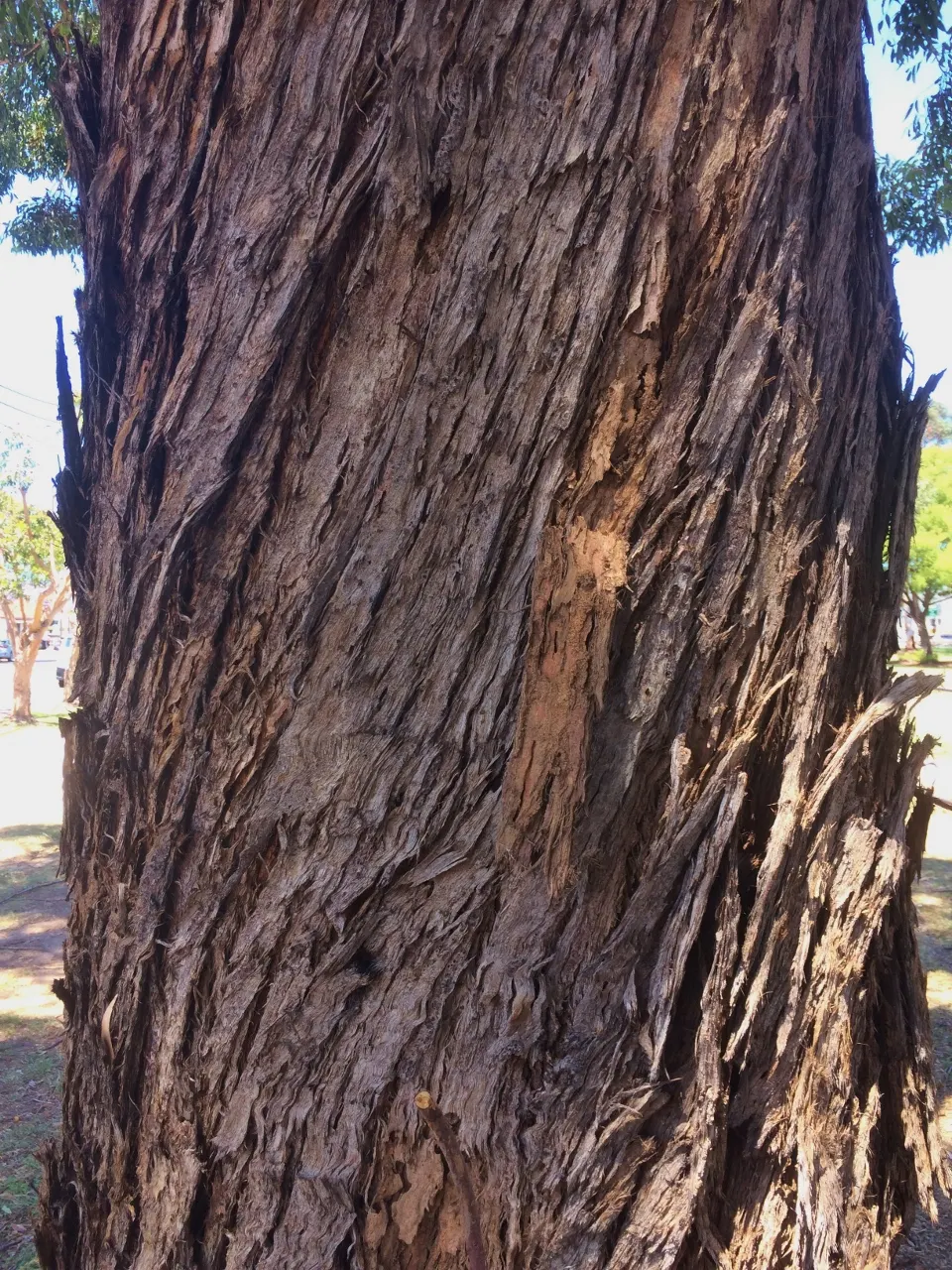 Tallowwood (Eucalyptus Microcorys) — In landscapes, it serves as a robust windbreak or striking feature; white flowers in the garden