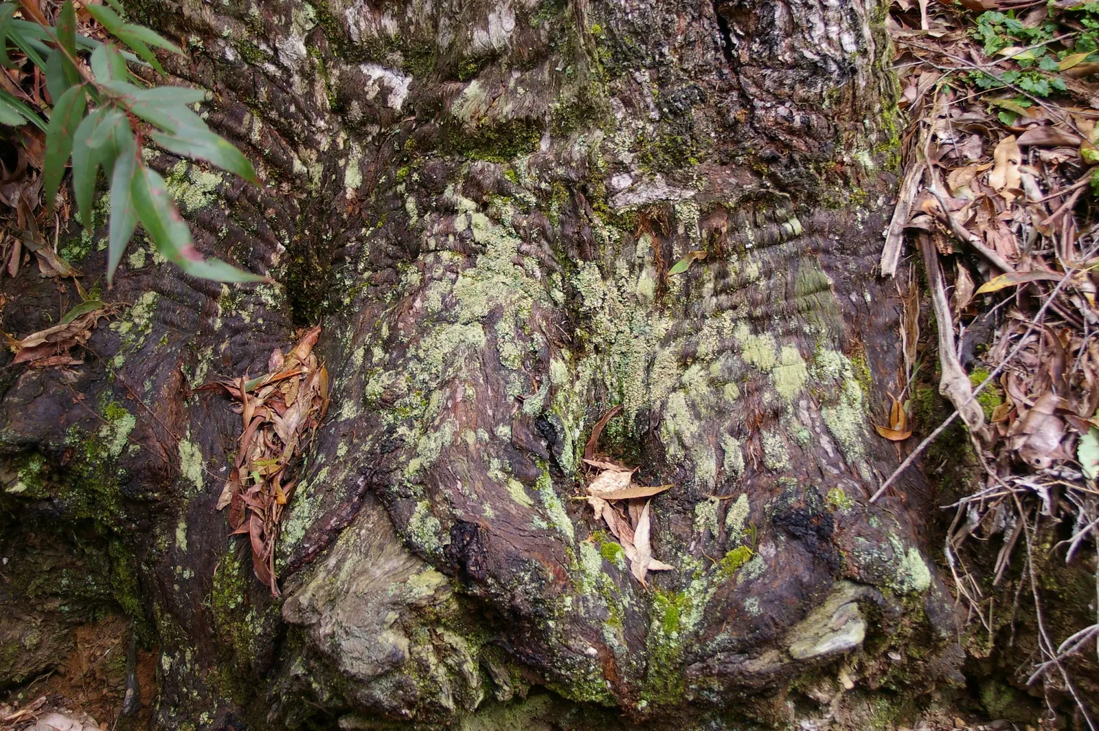Tallowwood (Eucalyptus Microcorys) — scientifically referred to as Eucalyptus microcorys; tree with white blooms