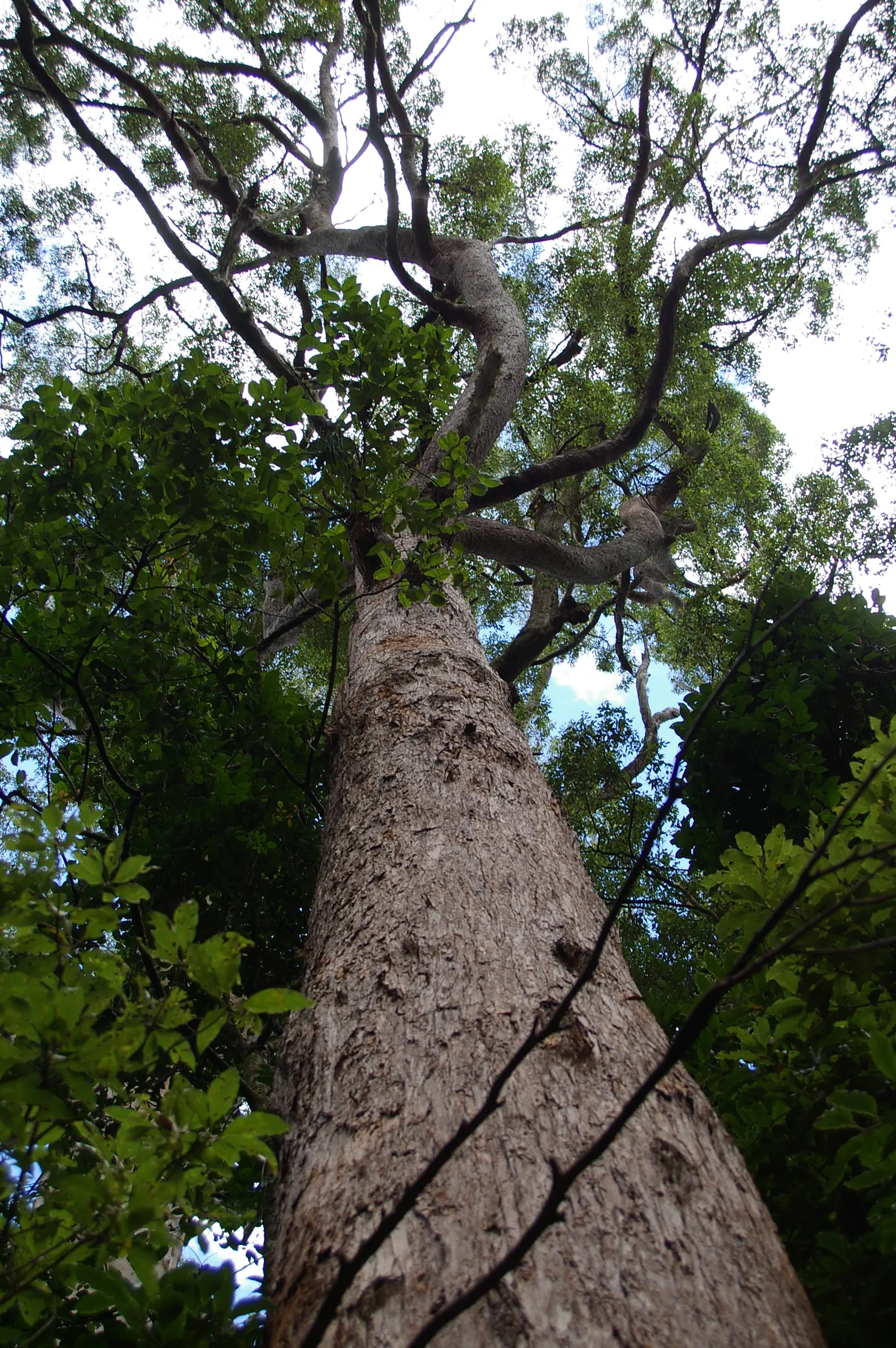 Tallowwood (Eucalyptus Microcorys) — which gradually peels away to reveal a smooth and waxy surface