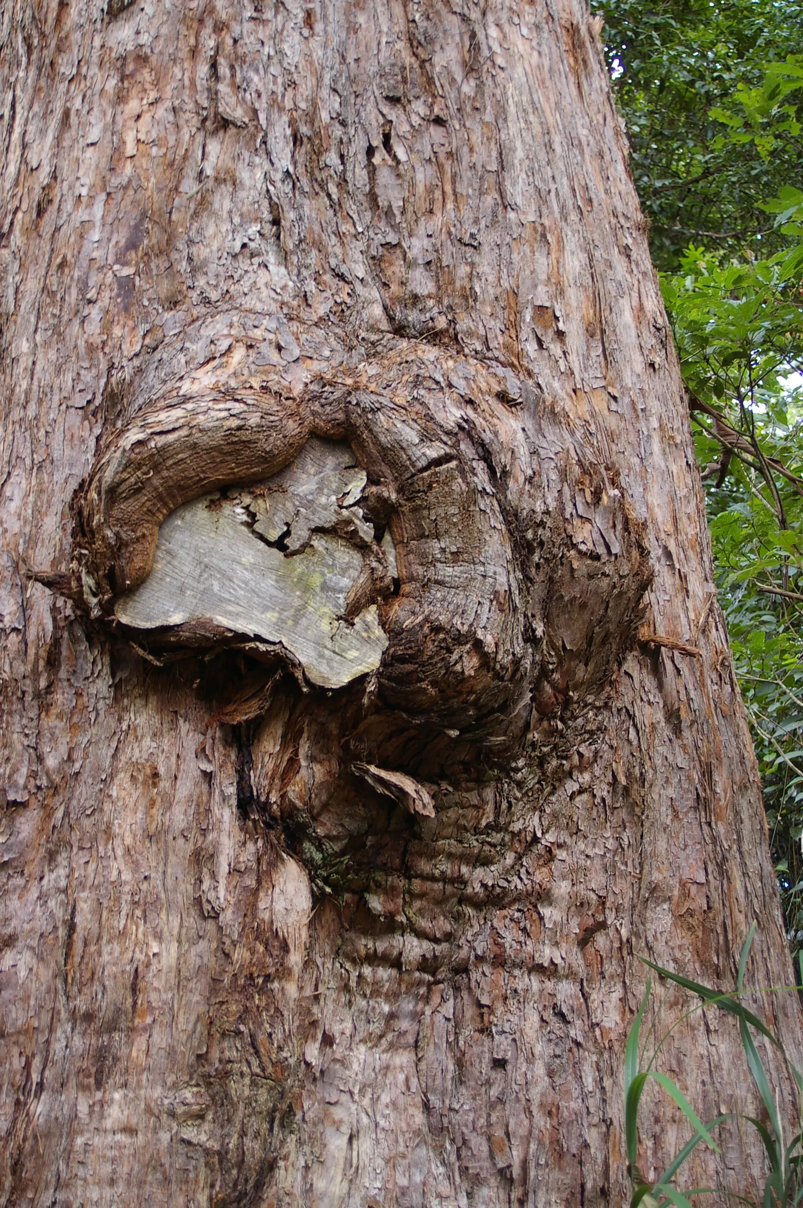 Tallowwood (Eucalyptus Microcorys) — is an imposing Australian native tree; in landscapes, it serves as a robust windbreak or striking feature
