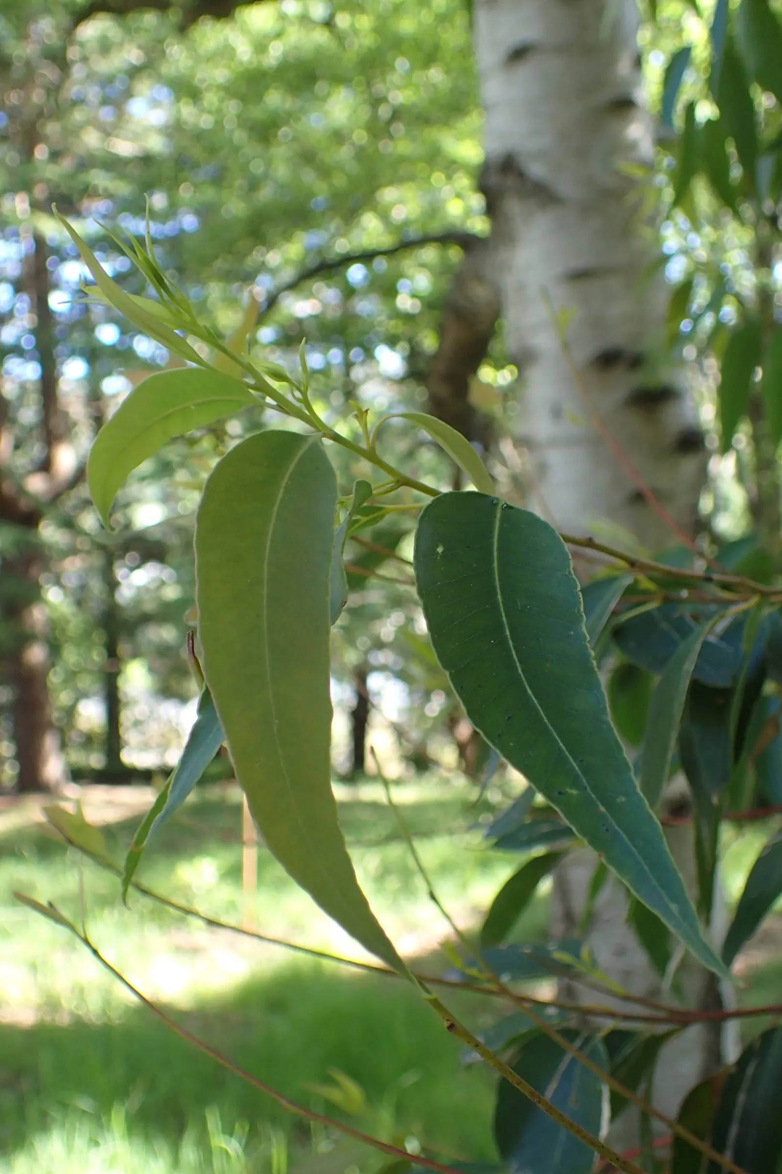 Tallowwood (Eucalyptus Microcorys) — It sports a fibrous bark and lance-shaped leaves; which gradually peels away to reveal a smooth and waxy surface