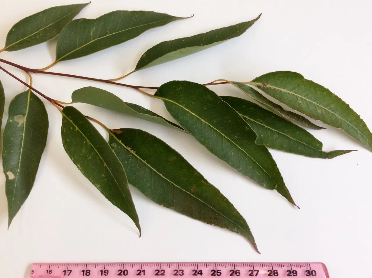 Tallowwood (Eucalyptus Microcorys) — Its white flowers blossom in late summer to fall, offering nectar for wildlife, image 32