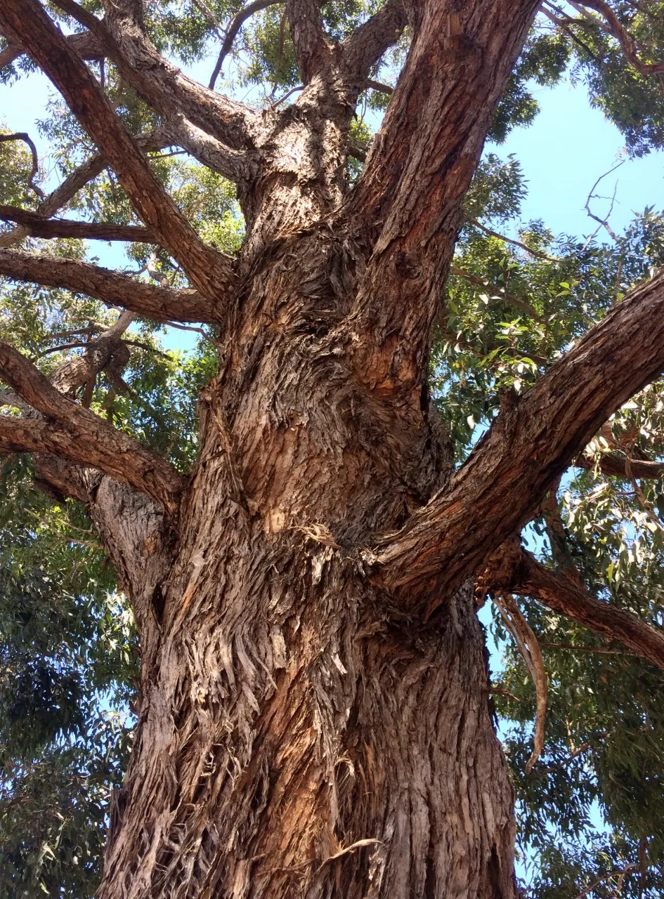 Tallowwood (Eucalyptus Microcorys) — is an esteemed hardwood species indigenous to the coastal regions of eastern Australia; for soil stability, its deep root