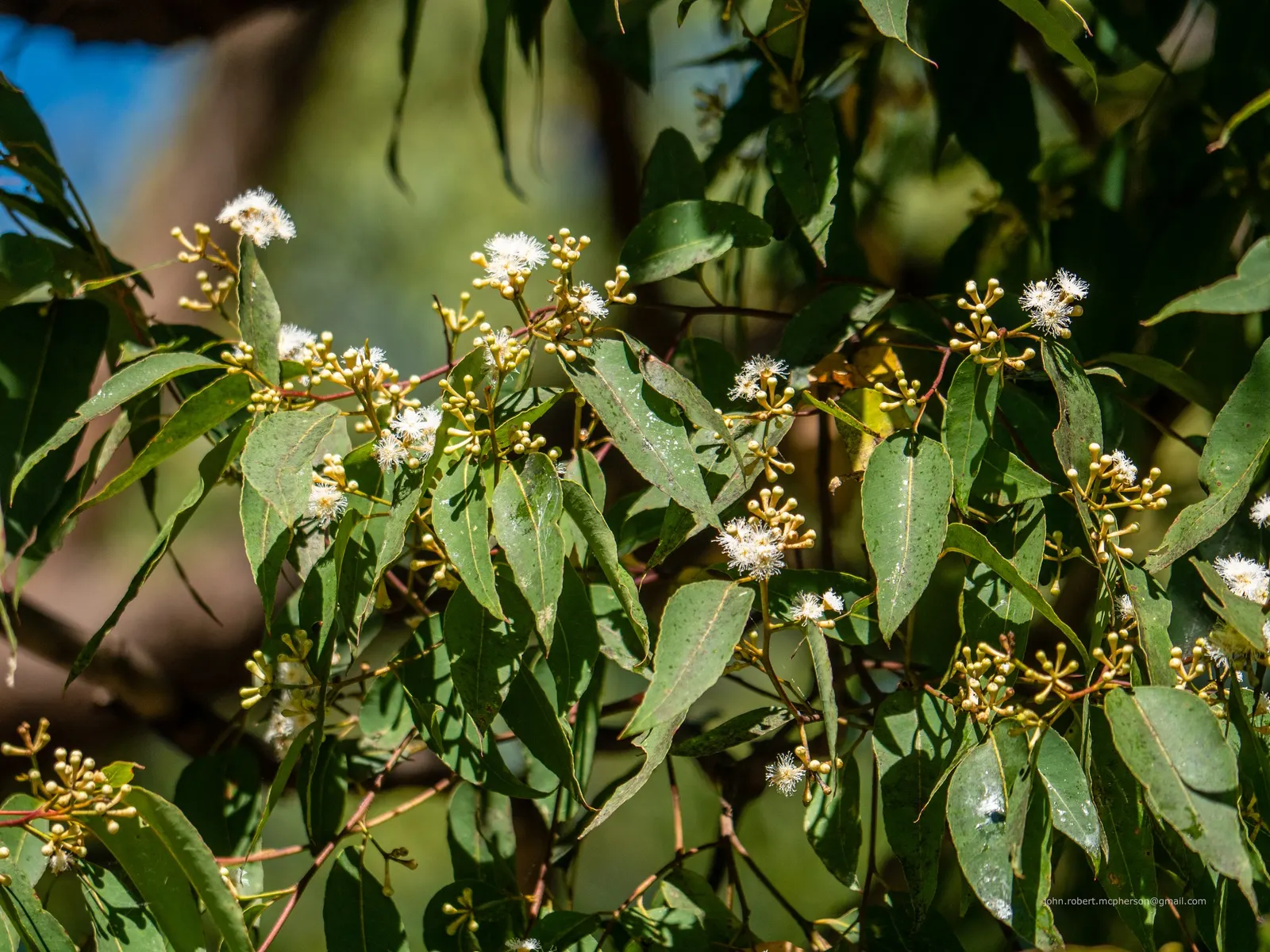 Tallowwood (Eucalyptus Microcorys) — white flowers in the garden