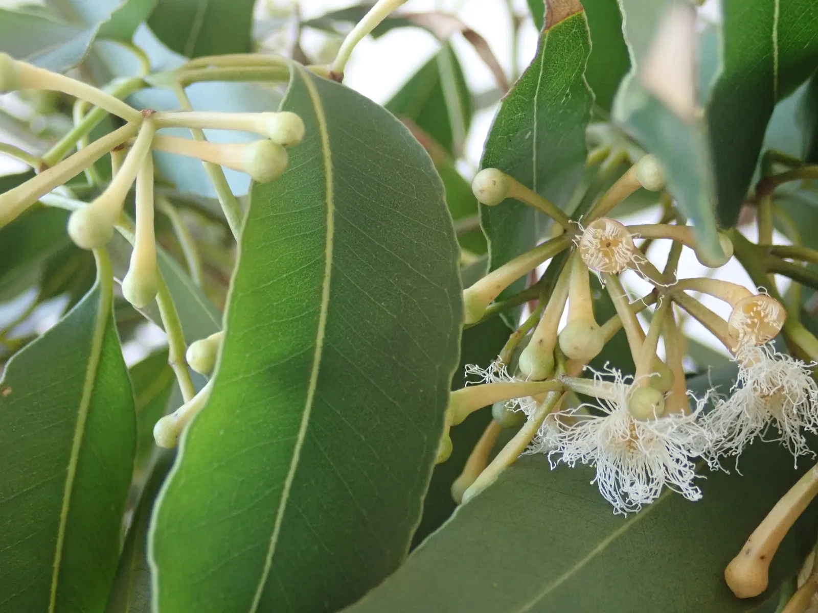 Tallowwood (Eucalyptus Microcorys) — Adaptable to various soils, it thrives in full sun and withstands moderate frosts; this adaptable tree thrives in
