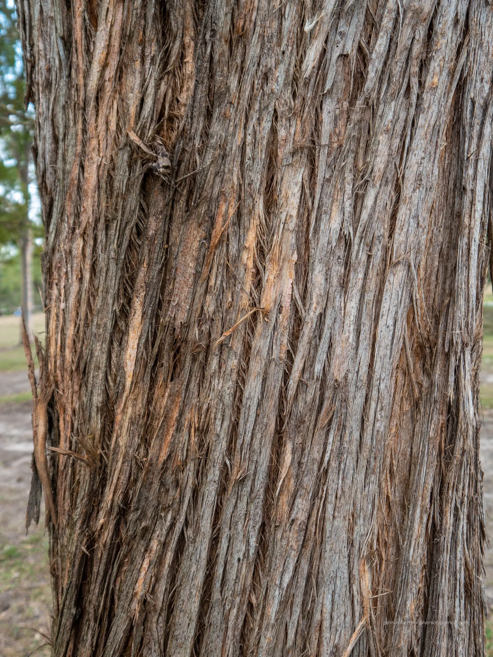 Tallowwood (Eucalyptus Microcorys) — This adaptable tree thrives in well-drained soils and is tolerant of both drought and occasional flooding