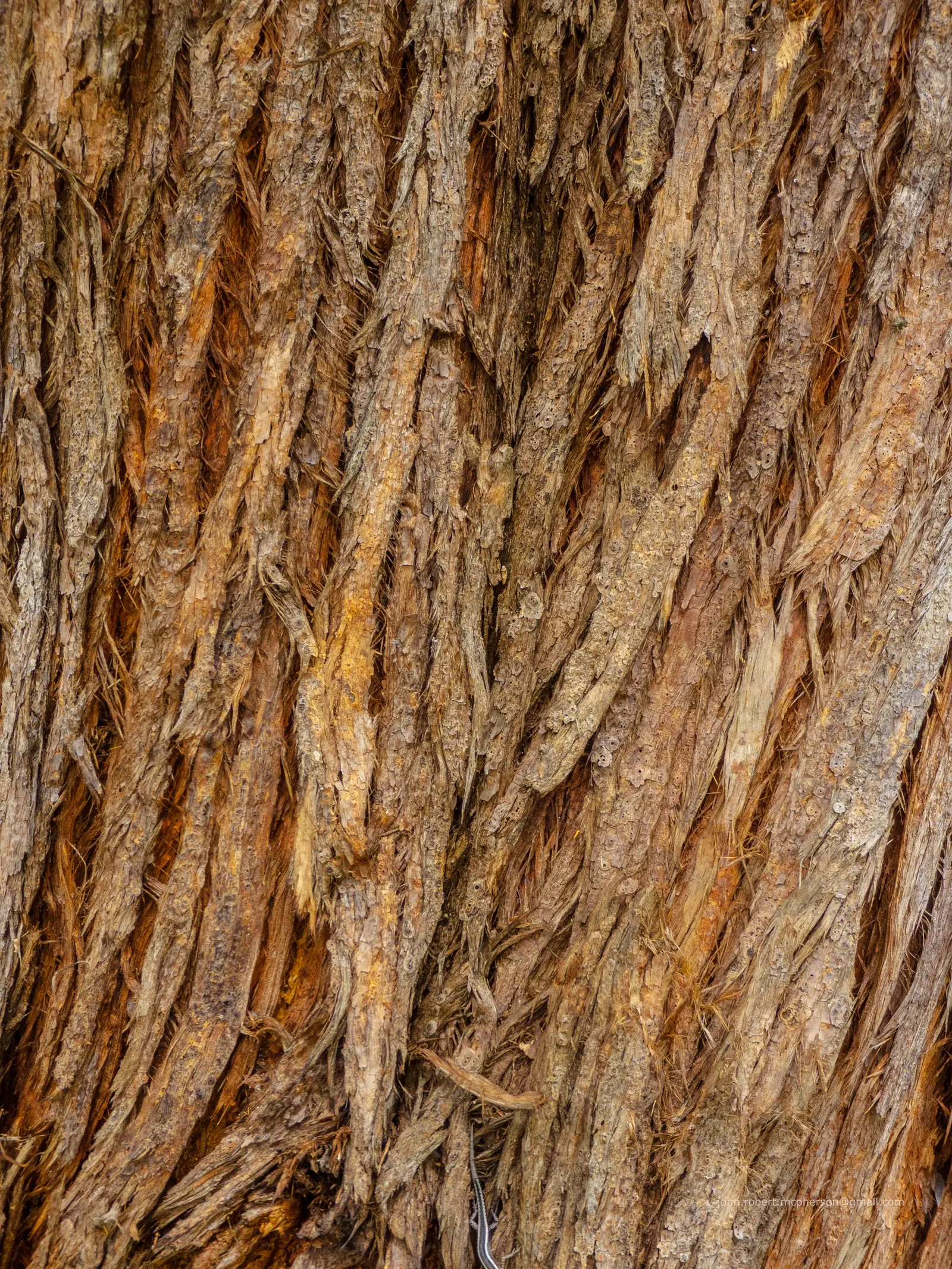 Tallowwood (Eucalyptus Microcorys) — and other nectar-feeding species.<br><br>With its structural grandeur and appealing aesthetics