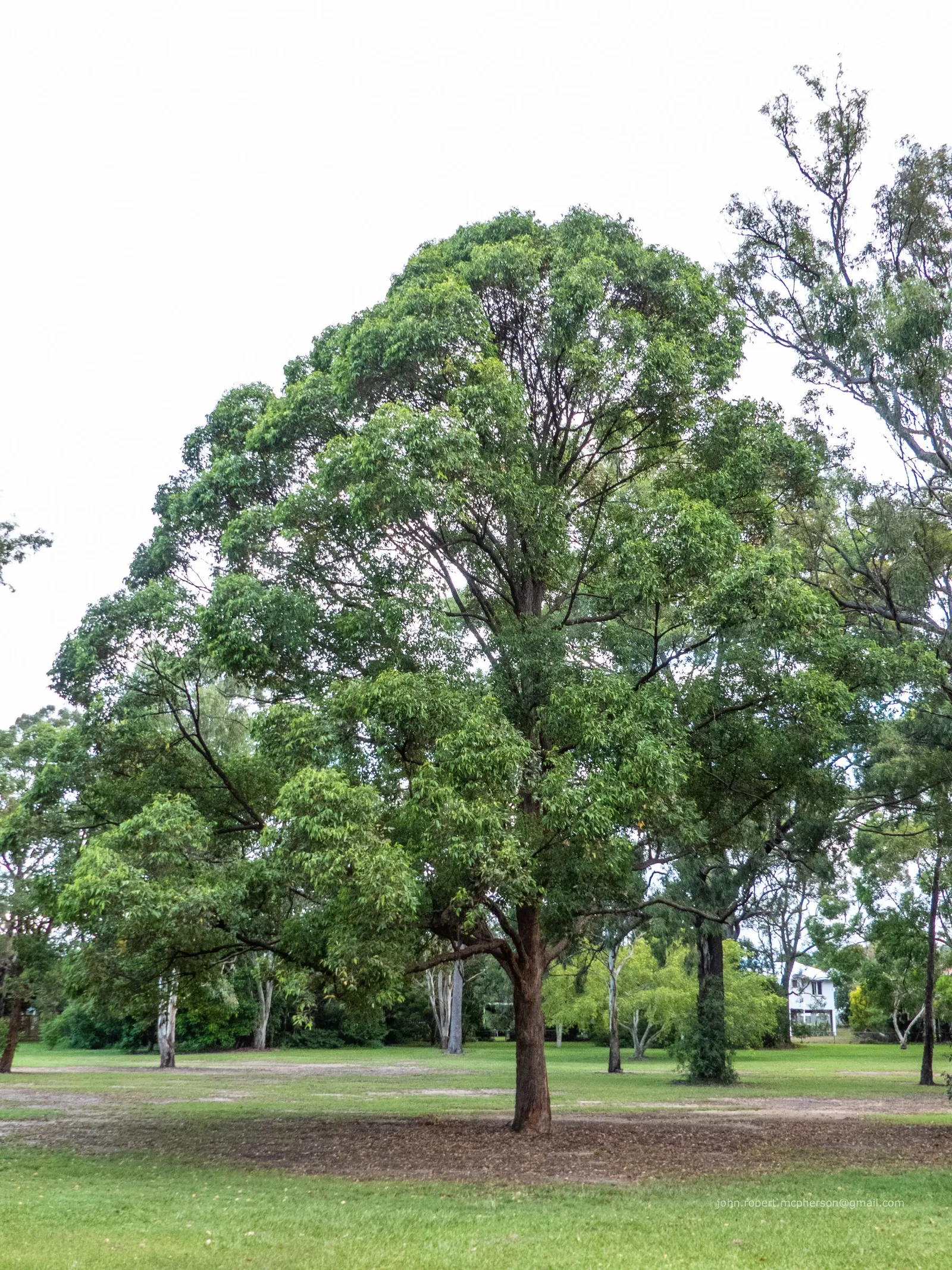 Tallowwood (Eucalyptus Microcorys) — It sports a fibrous bark and lance-shaped leaves