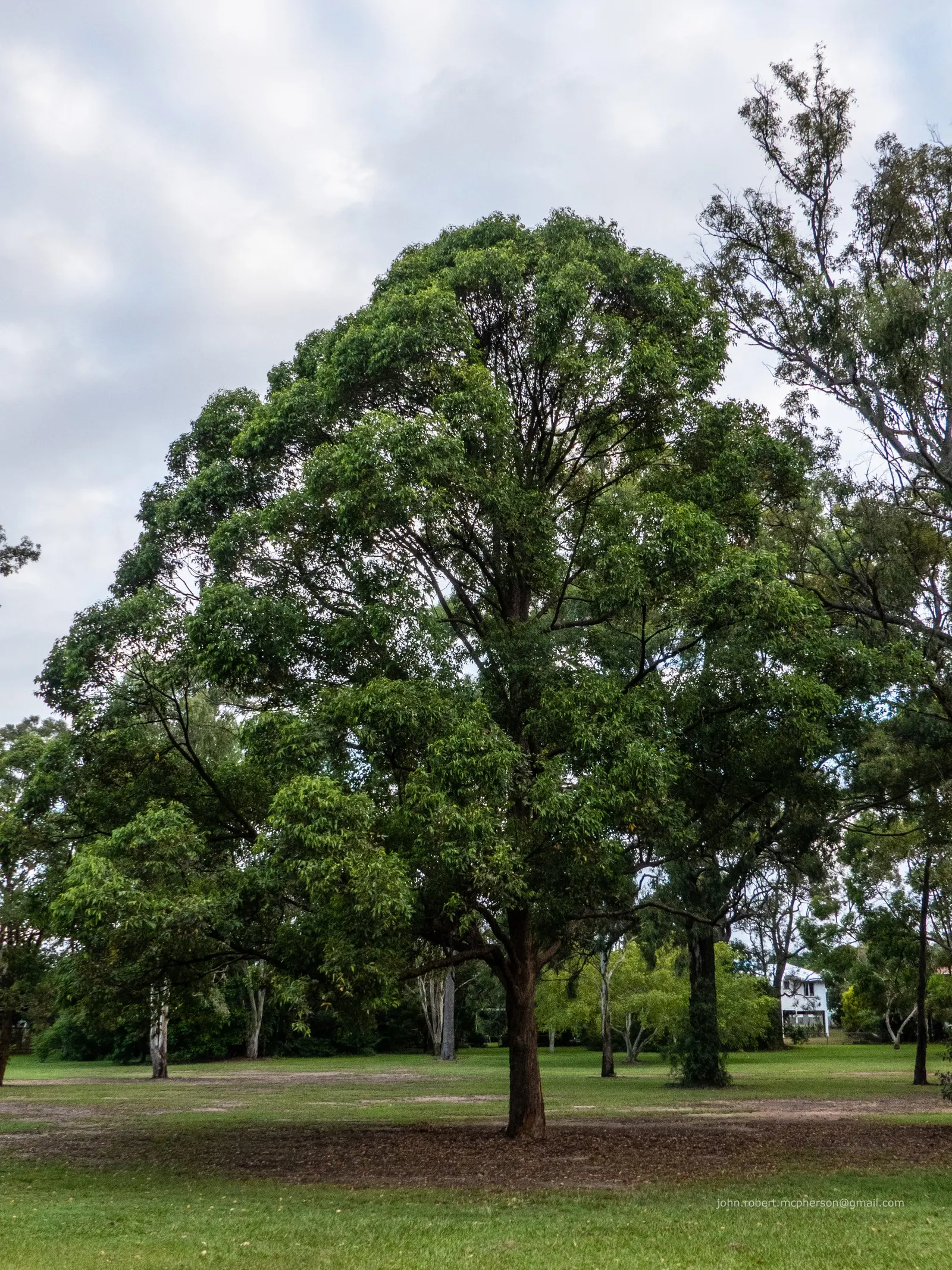Tallowwood (Eucalyptus Microcorys) — with a trunk diameter of 3 to 6 feet