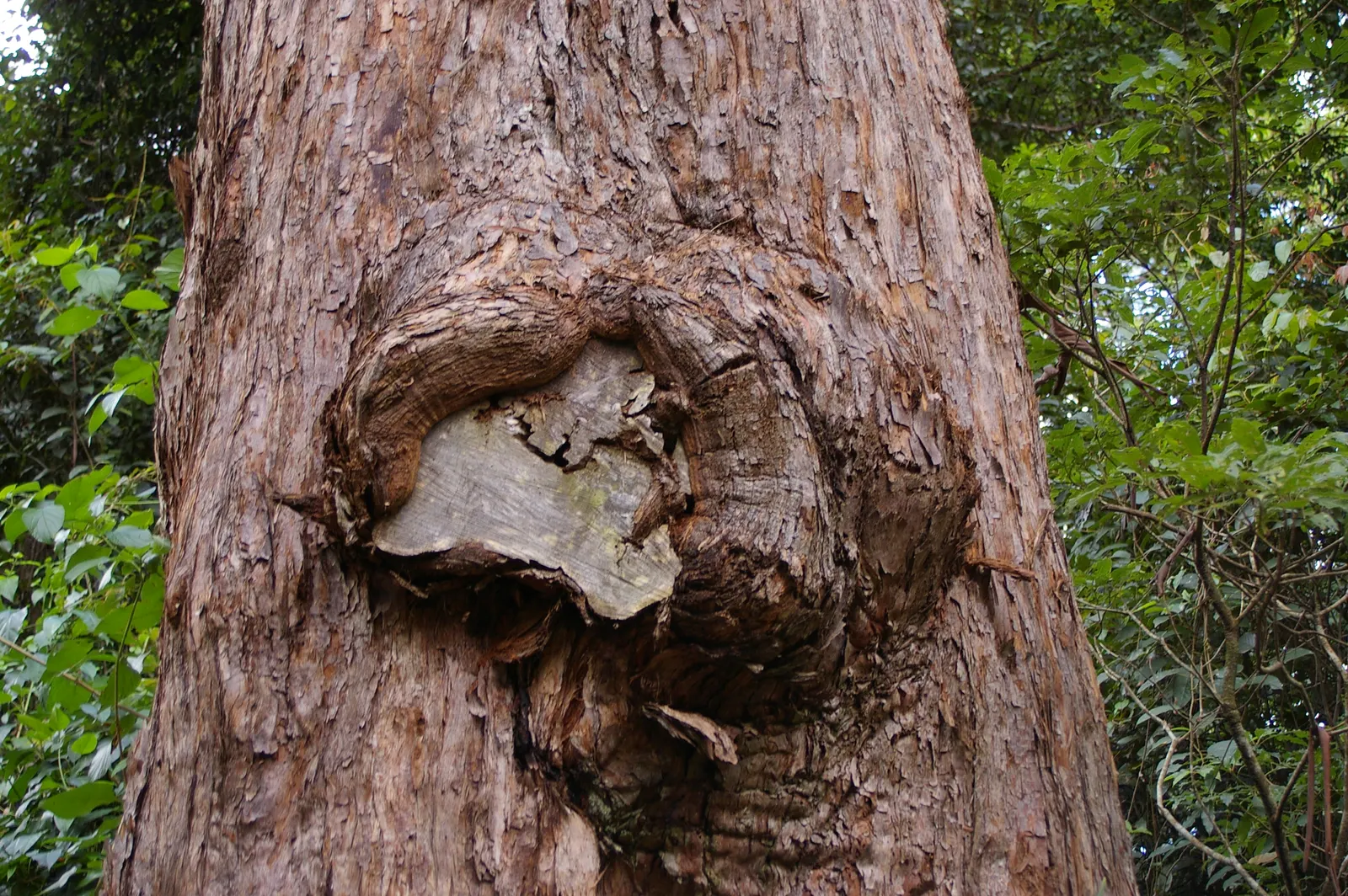 Tallowwood (Eucalyptus Microcorys) — reaching heights of up to 200 feet; this evergreen tree makes a striking addition to any landscape design.<br><br>Growing