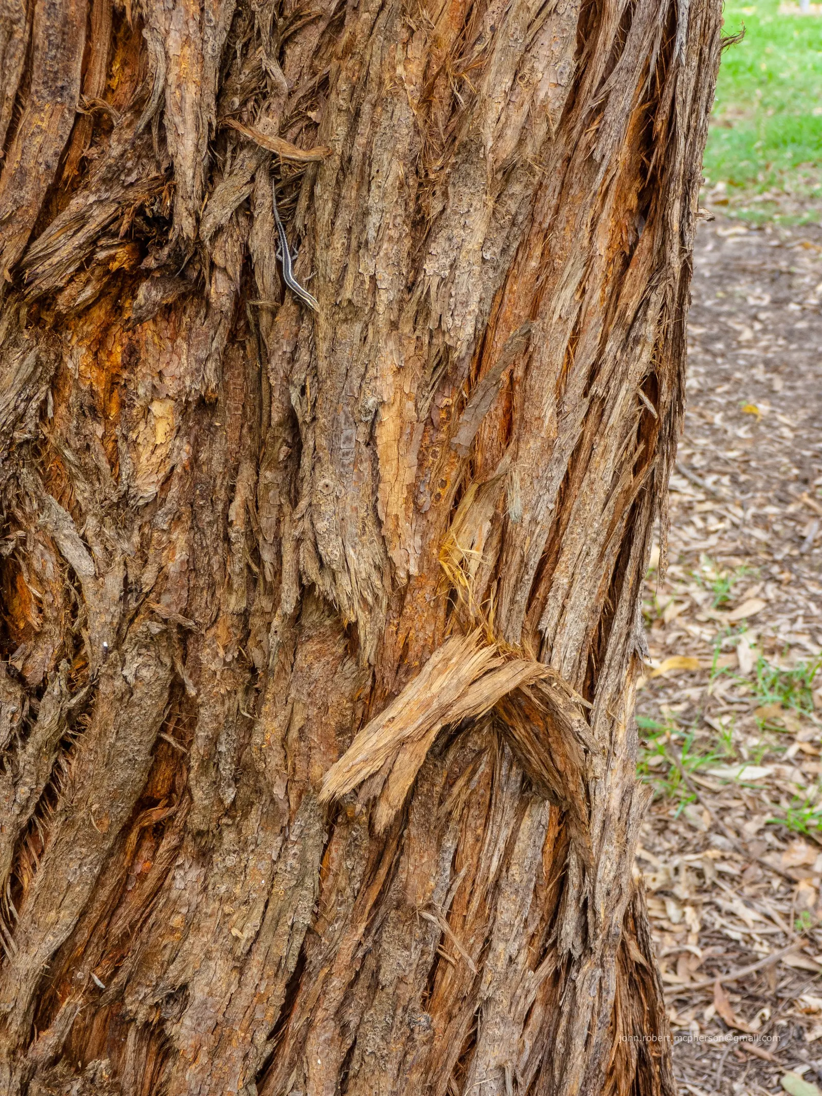 Tallowwood (Eucalyptus Microcorys) — scientifically referred to as Eucalyptus microcorys