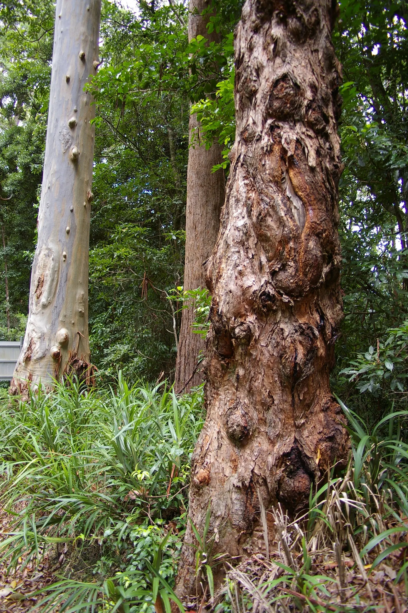 Tallowwood (Eucalyptus Microcorys) — which emit the characteristic crisp eucalyptus fragrance