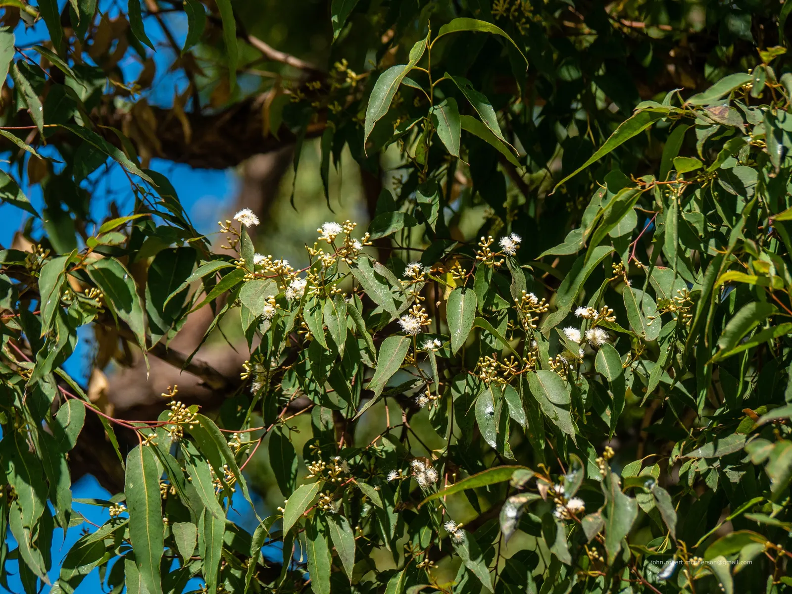 Tallowwood (Eucalyptus Microcorys) — Its straight and cylindrical trunk supports a dense canopy featuring a lush spread of long and narrow leaves
