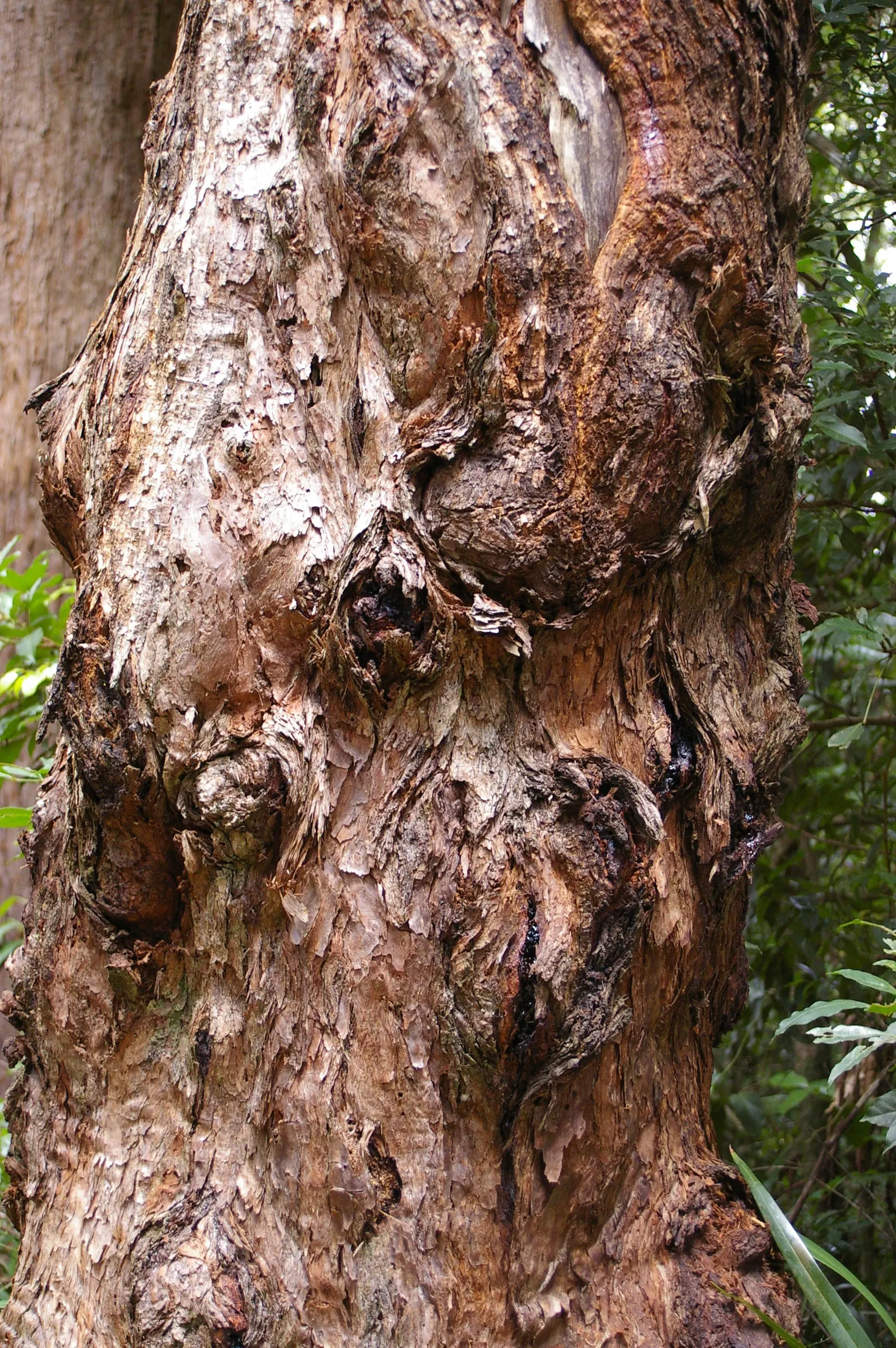Tallowwood (Eucalyptus Microcorys) — the Tallowwood occupies a stately presence