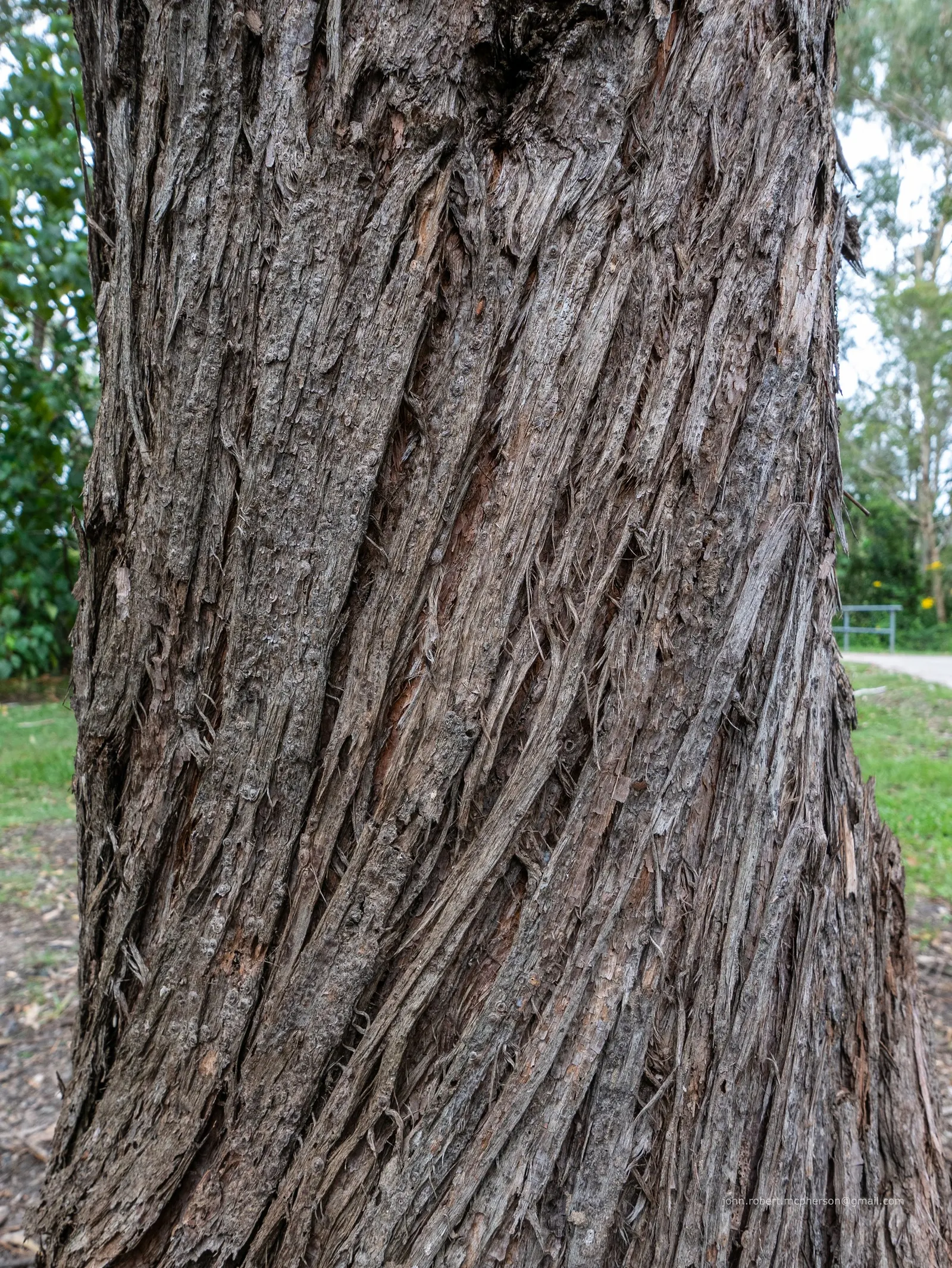 Tallowwood (Eucalyptus Microcorys) — tree for full
