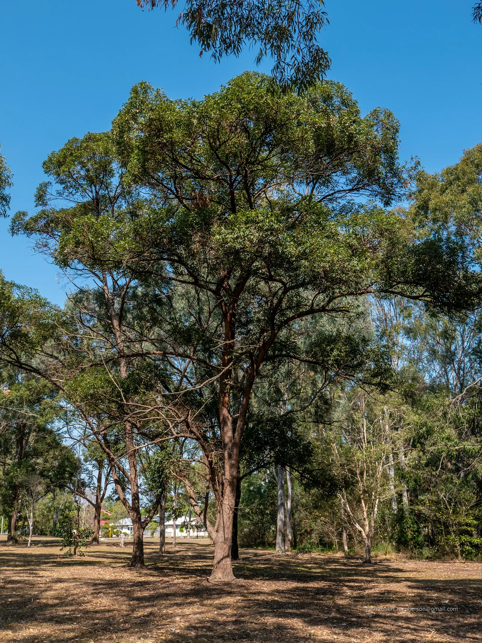 Tallowwood (Eucalyptus Microcorys) — tree with white blooms