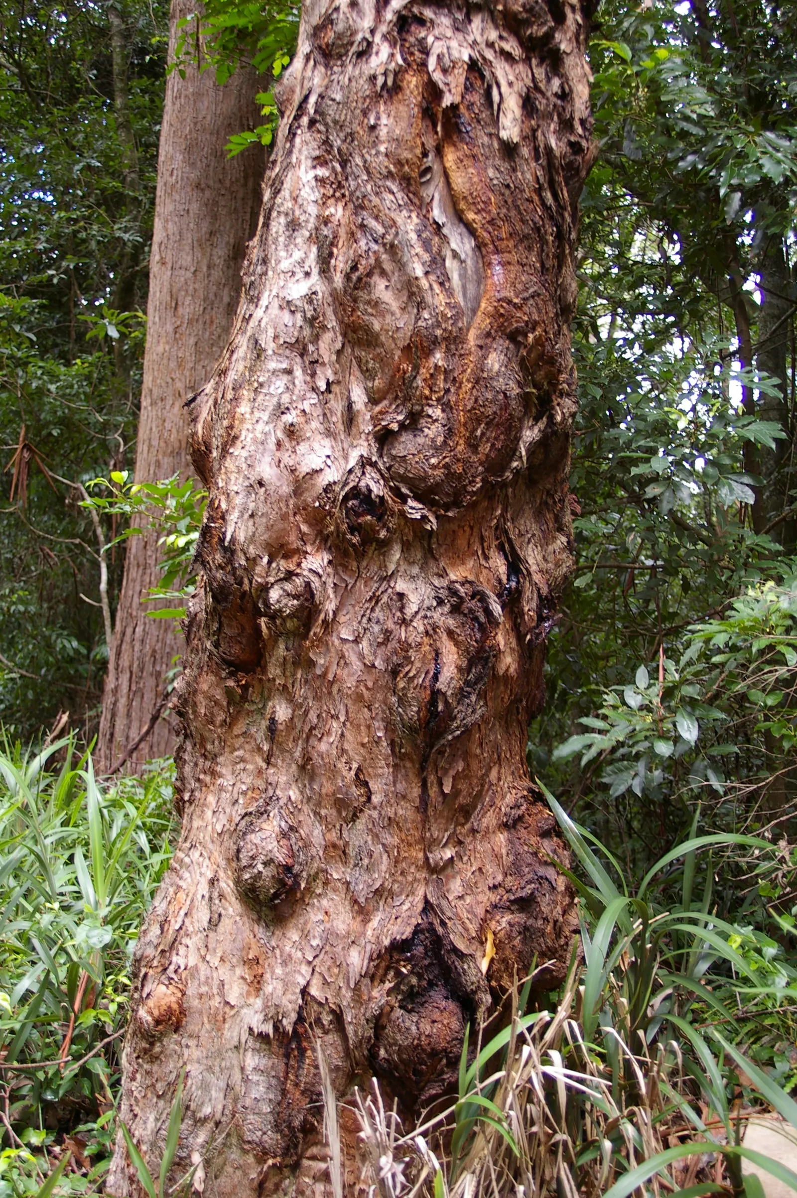 Tallowwood (Eucalyptus Microcorys) — reaching heights of up to 200 feet