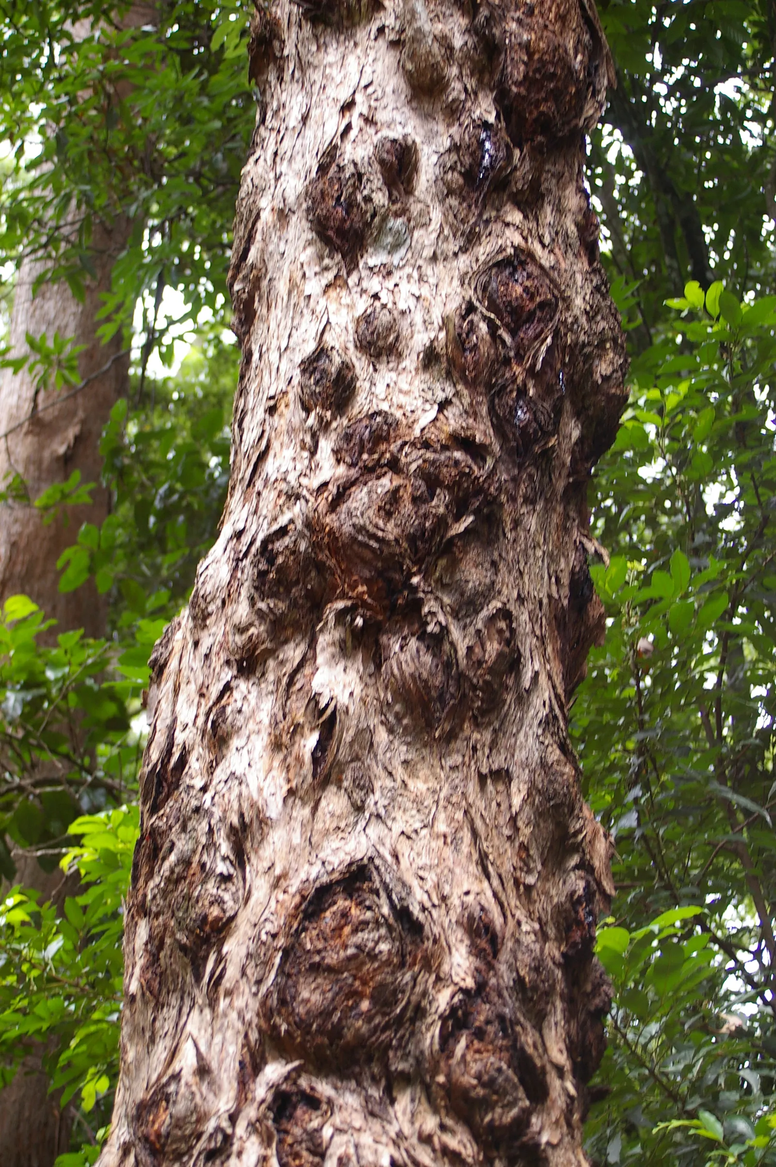 Tallowwood (Eucalyptus Microcorys) — Renowned for its robust and resilient nature; with a trunk diameter of 3 to 6 feet