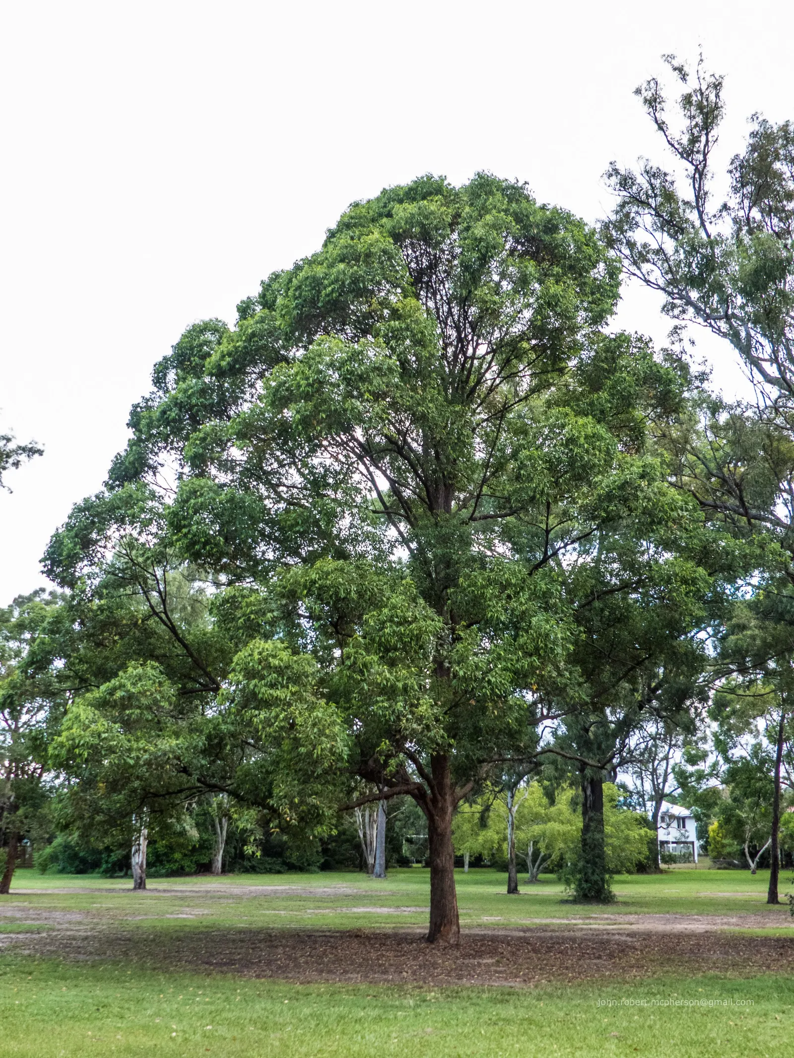 Tallowwood (Eucalyptus Microcorys) — Renowned for its robust and resilient nature